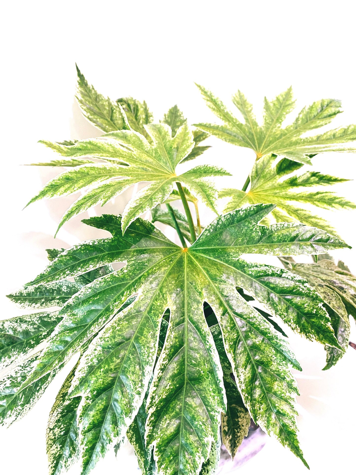 Fatsia japonica 'Tsumugi Shibori' (Large) Kokedama - Feel the forest at your home!