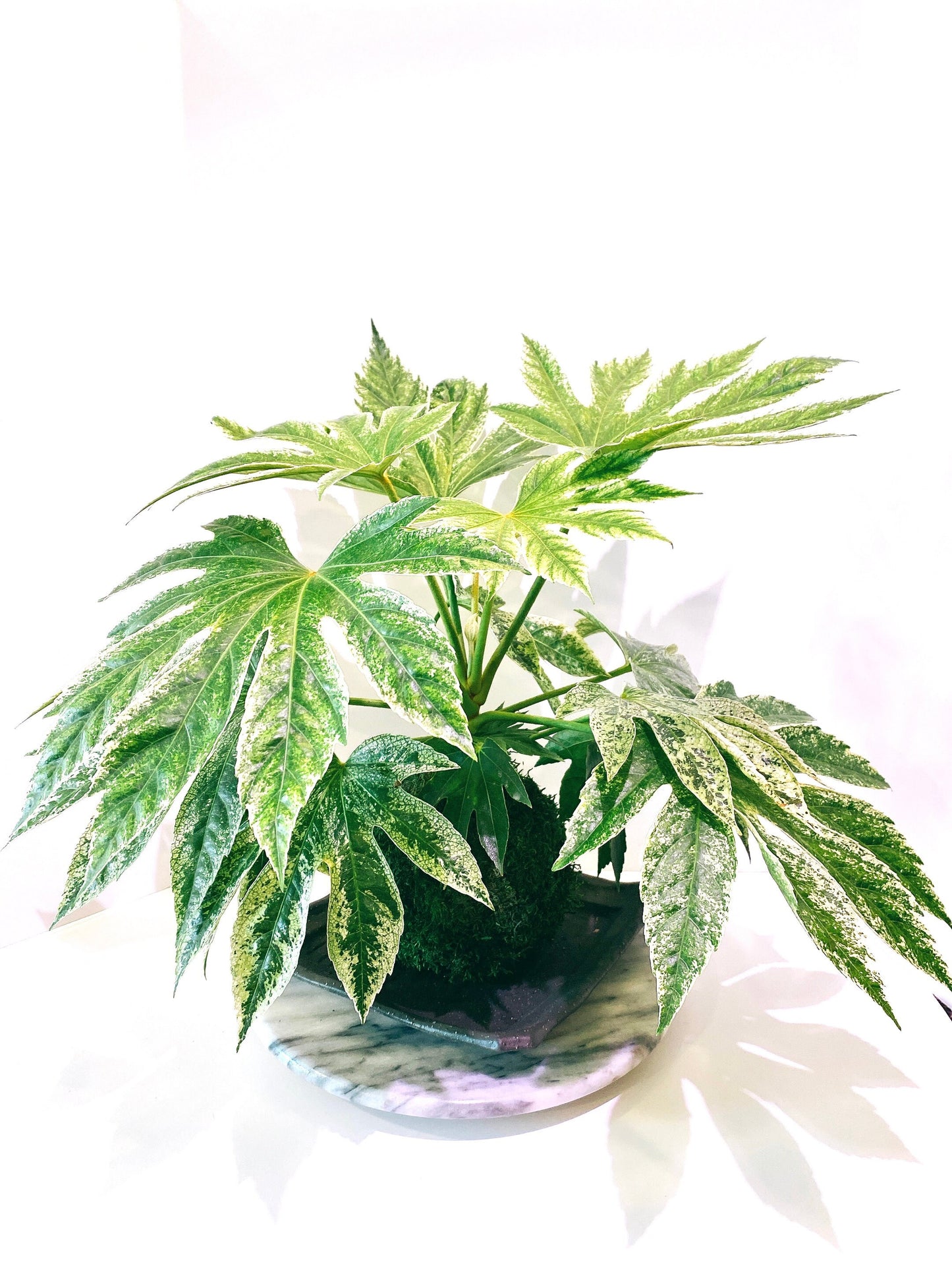 Fatsia japonica 'Tsumugi Shibori' (Large) Kokedama - Feel the forest at your home!