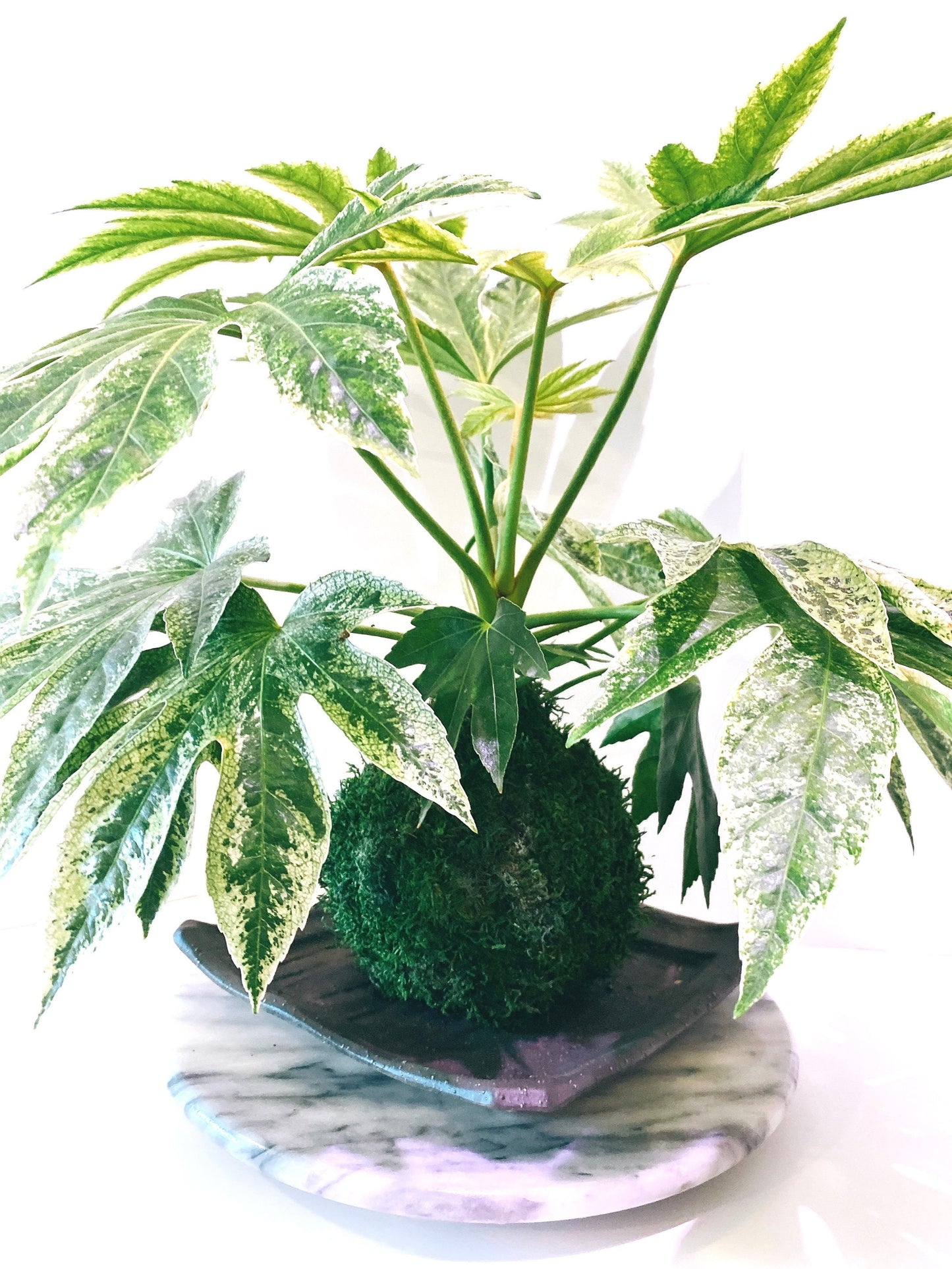 Fatsia japonica 'Tsumugi Shibori' (Large) Kokedama - Feel the forest at your home!