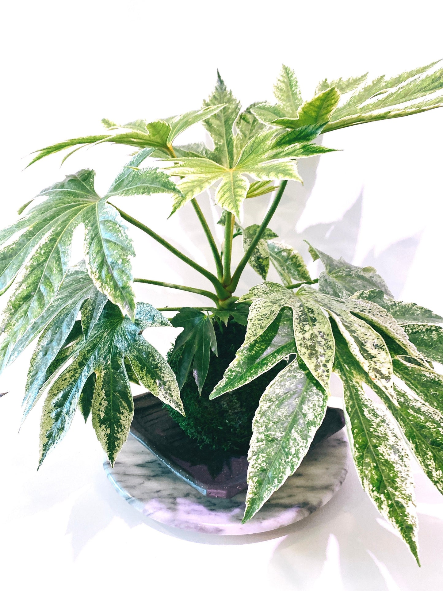Fatsia japonica 'Tsumugi Shibori' (Large) Kokedama - Feel the forest at your home!