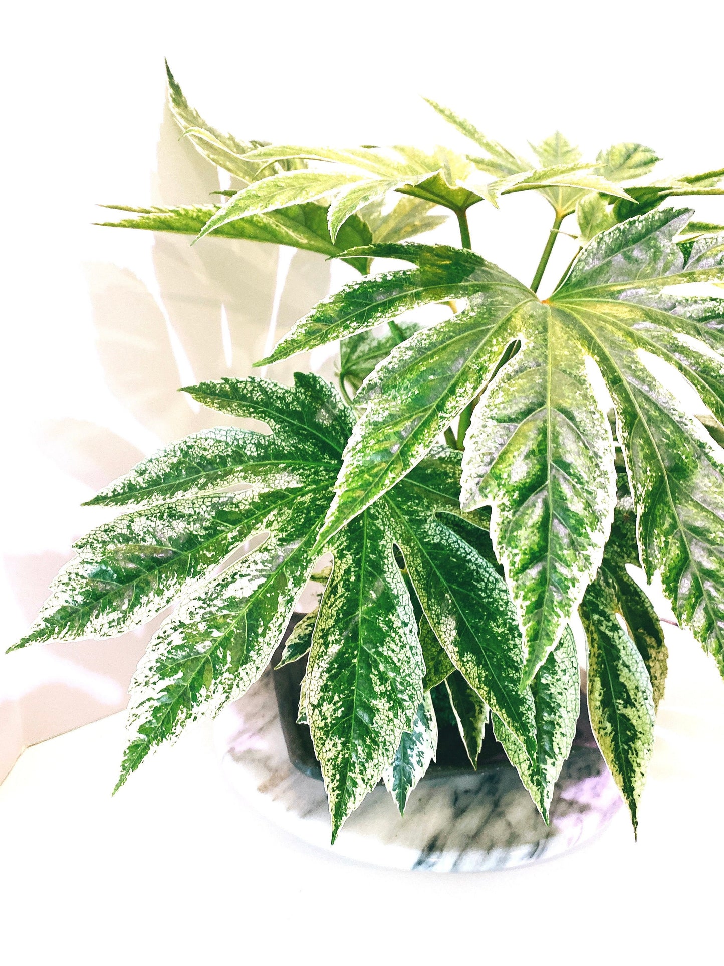 Fatsia japonica 'Tsumugi Shibori' (Large) Kokedama - Feel the forest at your home!
