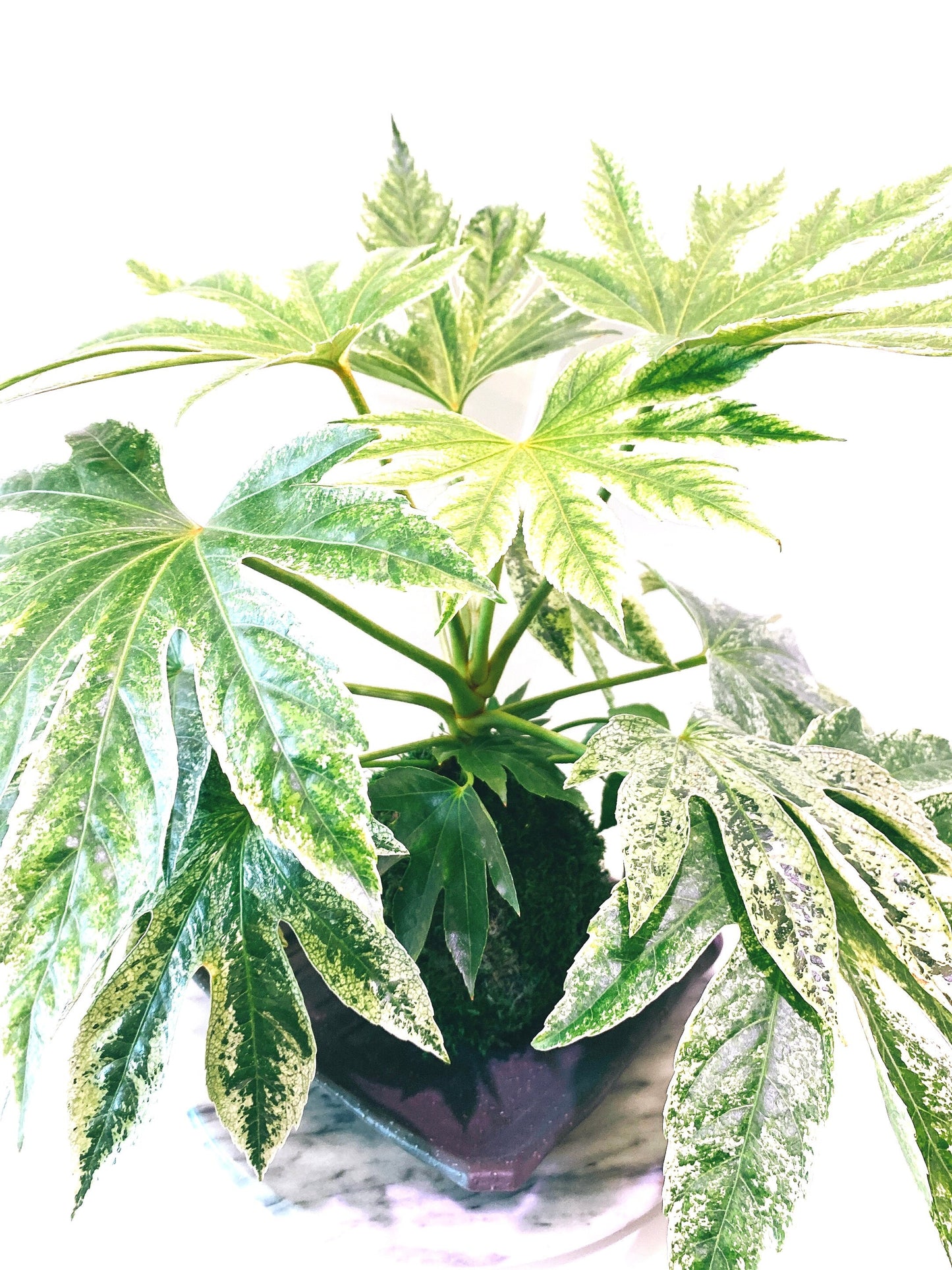 Fatsia japonica 'Tsumugi Shibori' (Large) Kokedama - Feel the forest at your home!