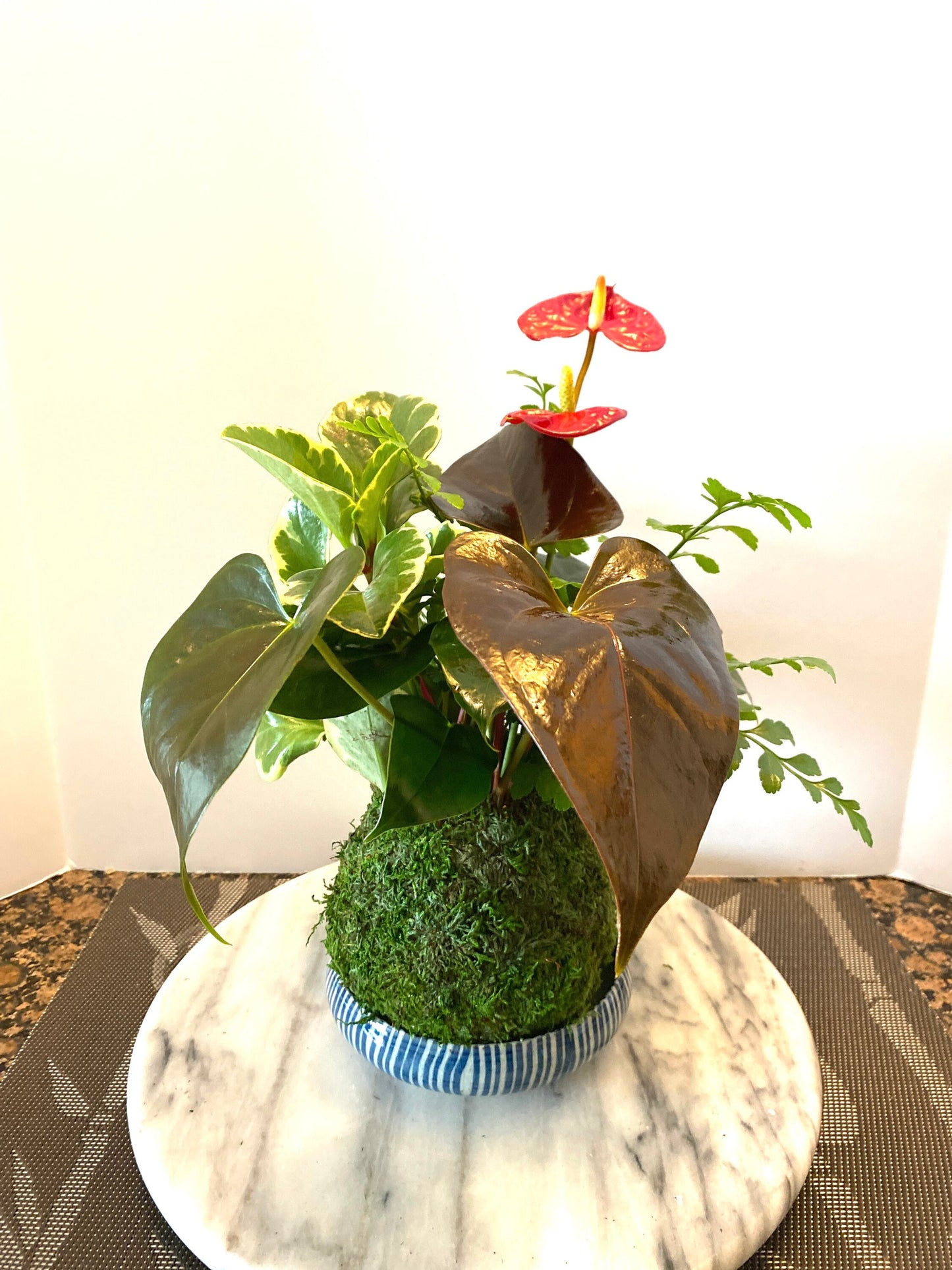 Anthurium + Fern + Peperomia arranged kokedama -- Bonsai Moss ball - house decor with Japanese technique plants!
