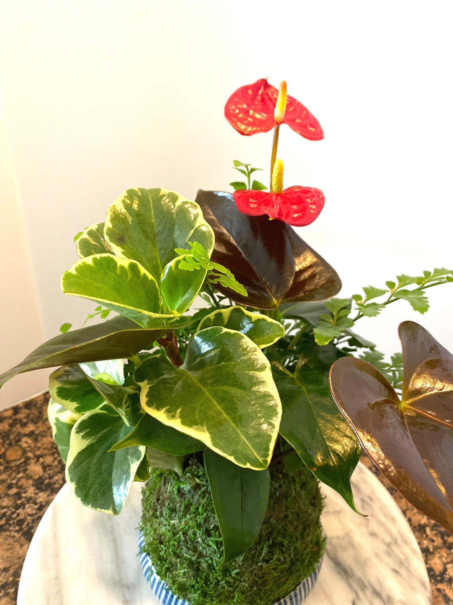 Anthurium + Fern + Peperomia arranged kokedama -- Bonsai Moss ball - house decor with Japanese technique plants!