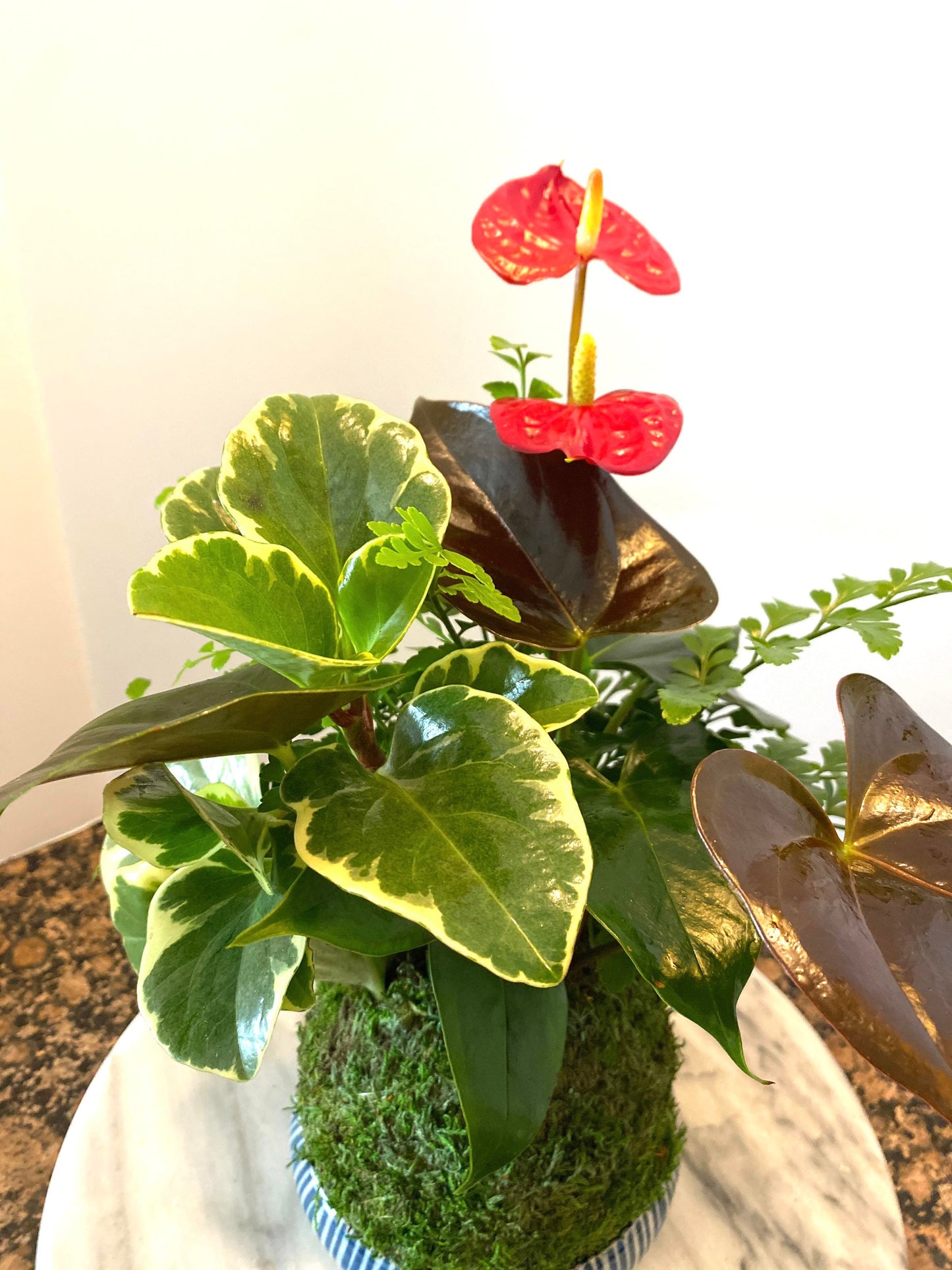 Anthurium + Fern + Peperomia arranged kokedama -- Bonsai Moss ball -  house decor with Japanese technique plants!