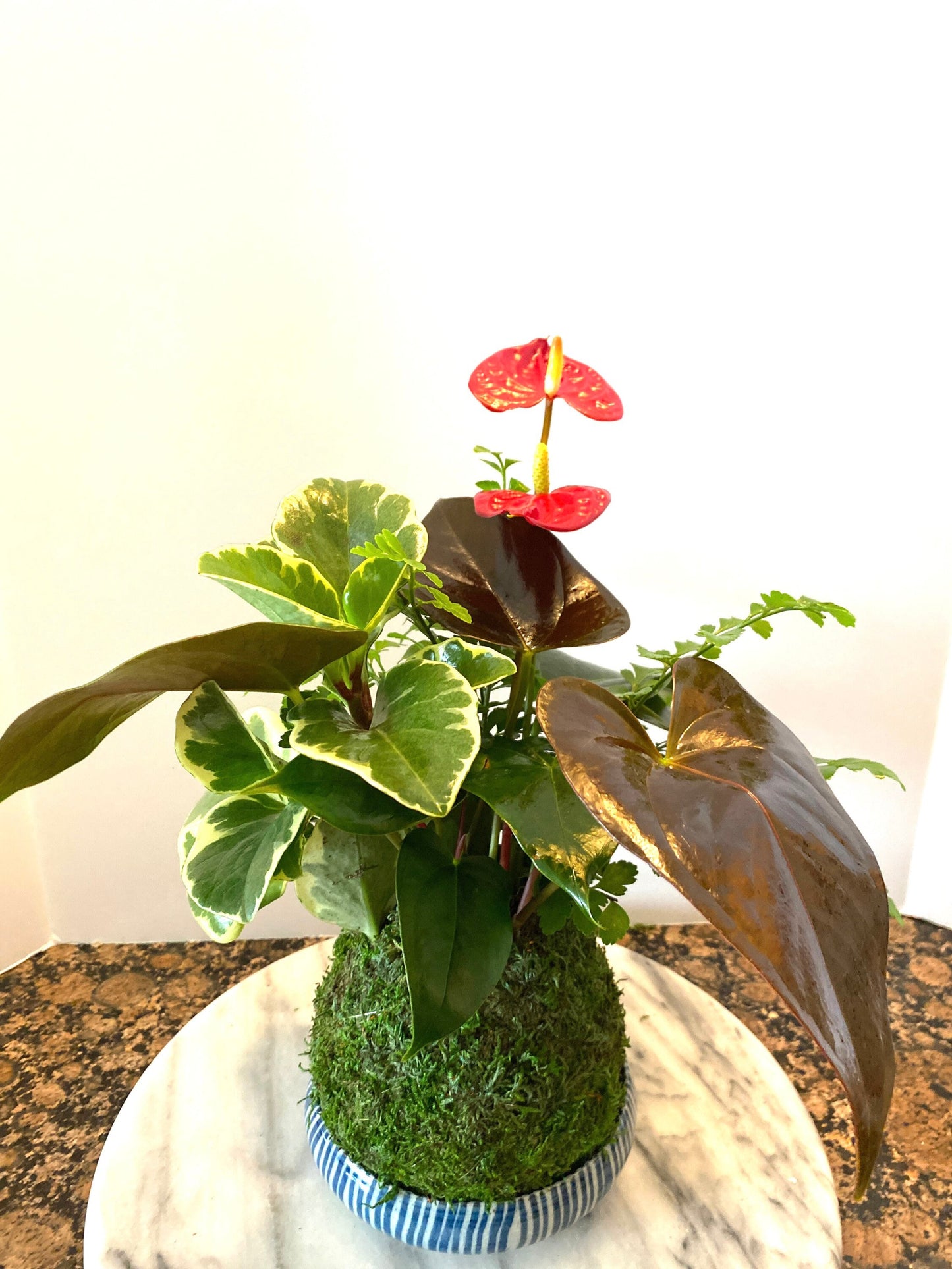 Anthurium + Fern + Peperomia arranged kokedama -- Bonsai Moss ball - house decor with Japanese technique plants!