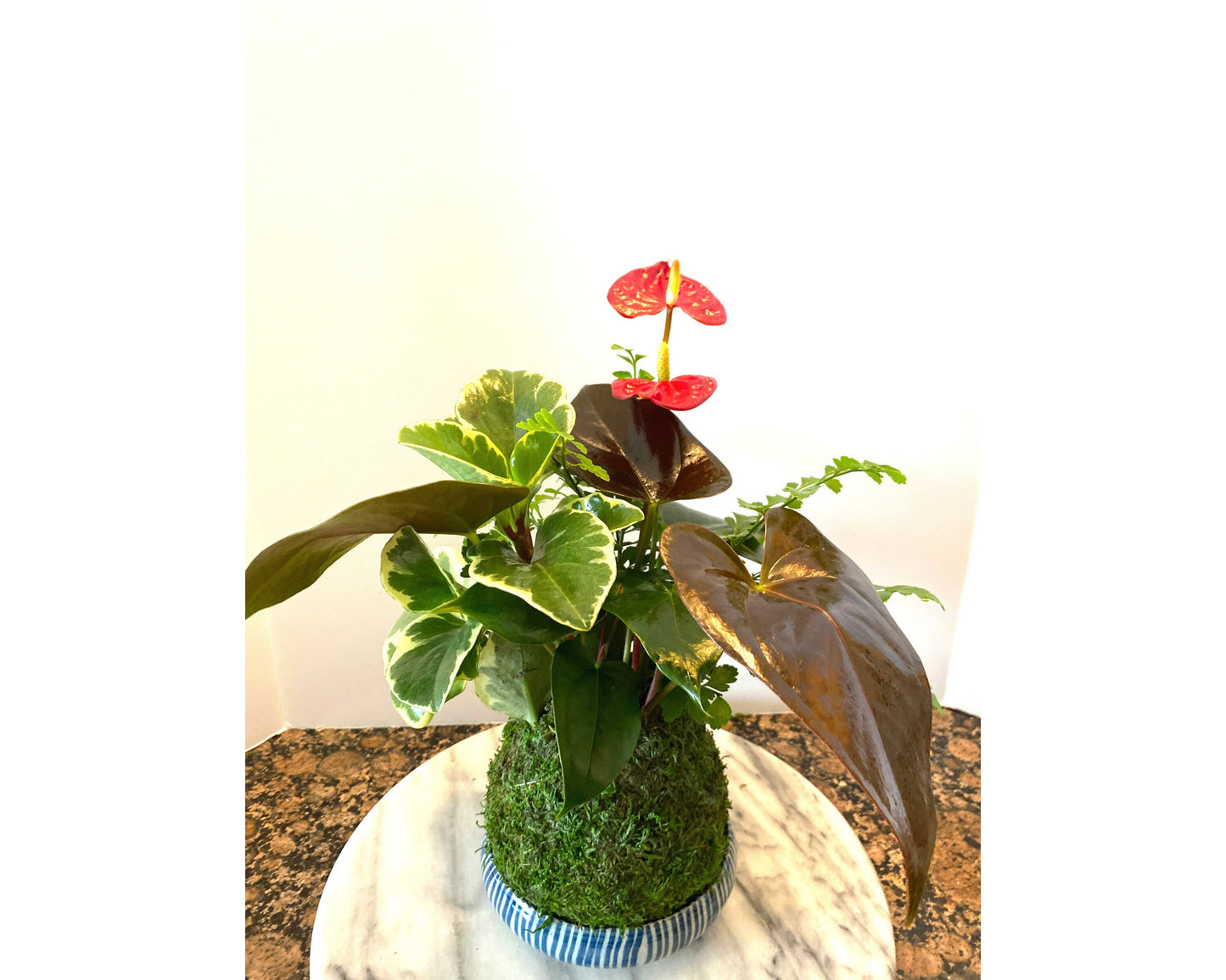 Anthurium + Fern + Peperomia arranged kokedama -- Bonsai Moss ball - house decor with Japanese technique plants!