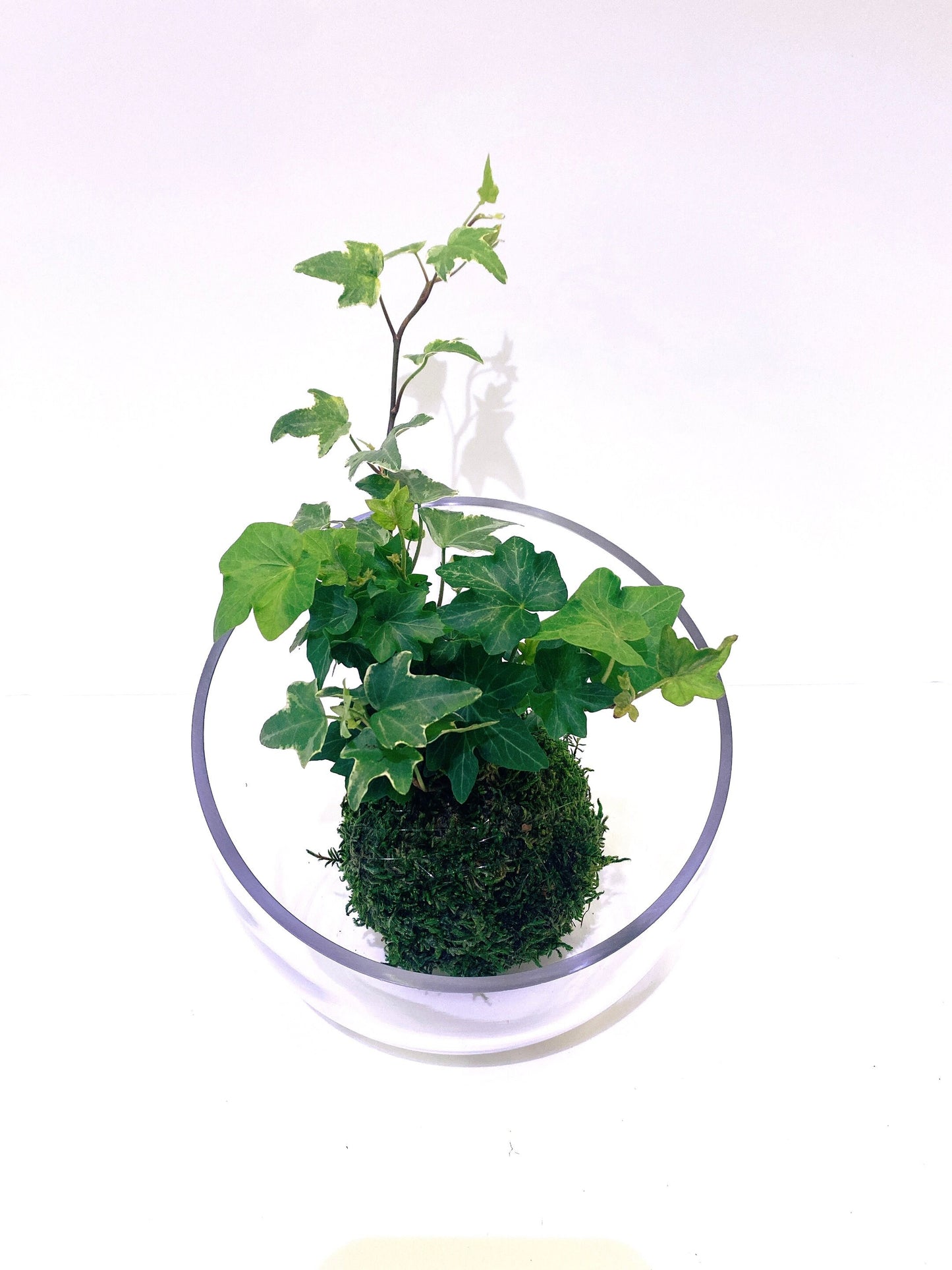 Clear Slant Cut Unique Bowl Glass, good for terrarium