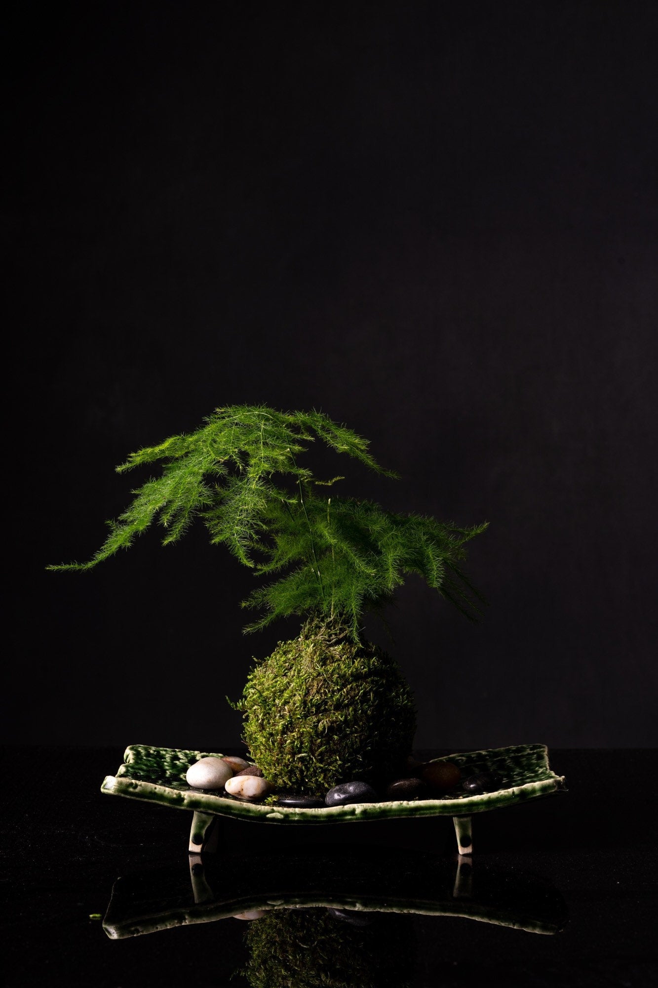 Small Asparagus fern Kokedama - Bonsai Moss ball. Attractive herbaceous, lace-like foliage perennial plant.