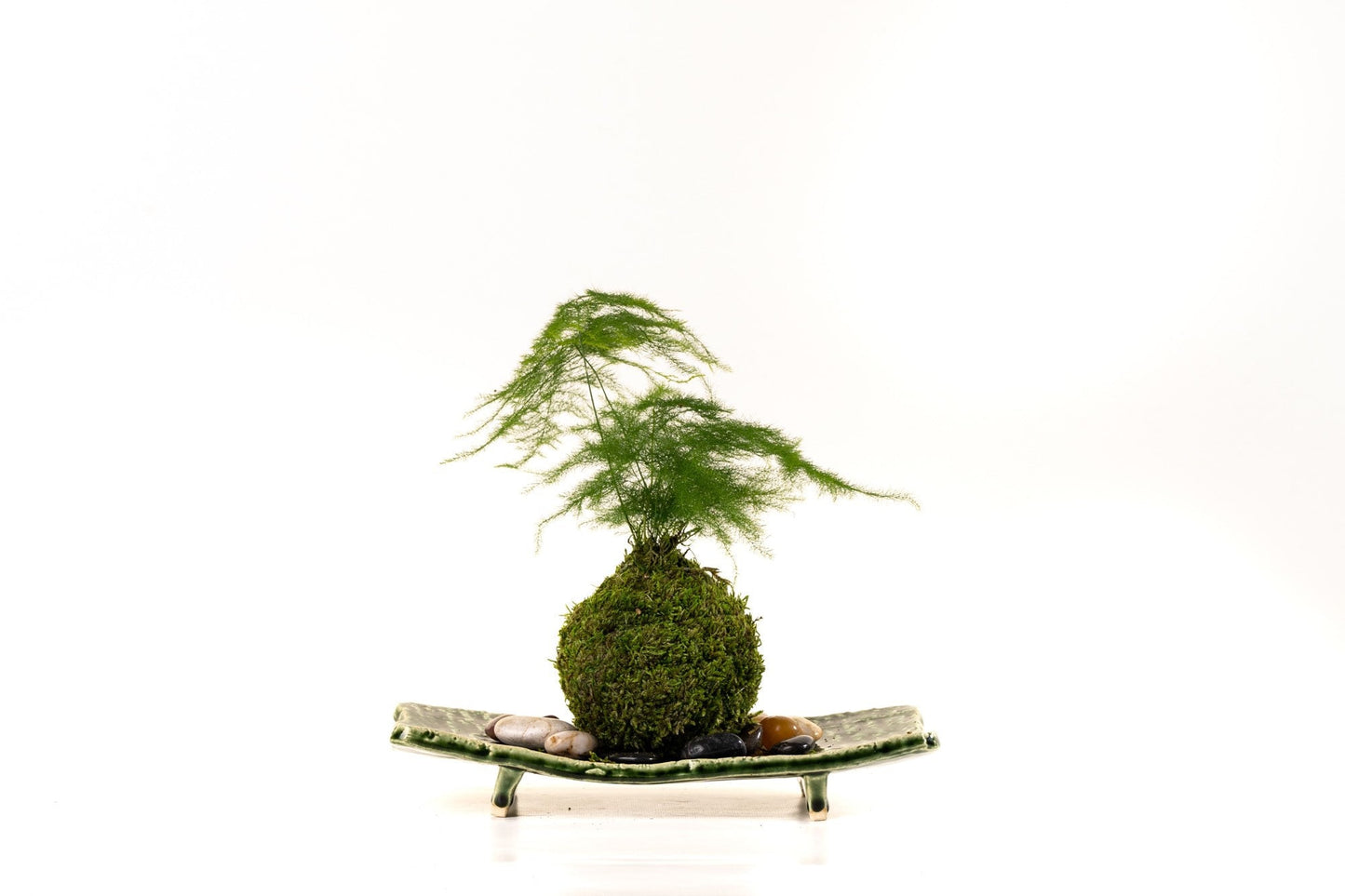 Small Asparagus fern Kokedama - Bonsai Moss ball. Attractive herbaceous, lace-like foliage perennial plant.