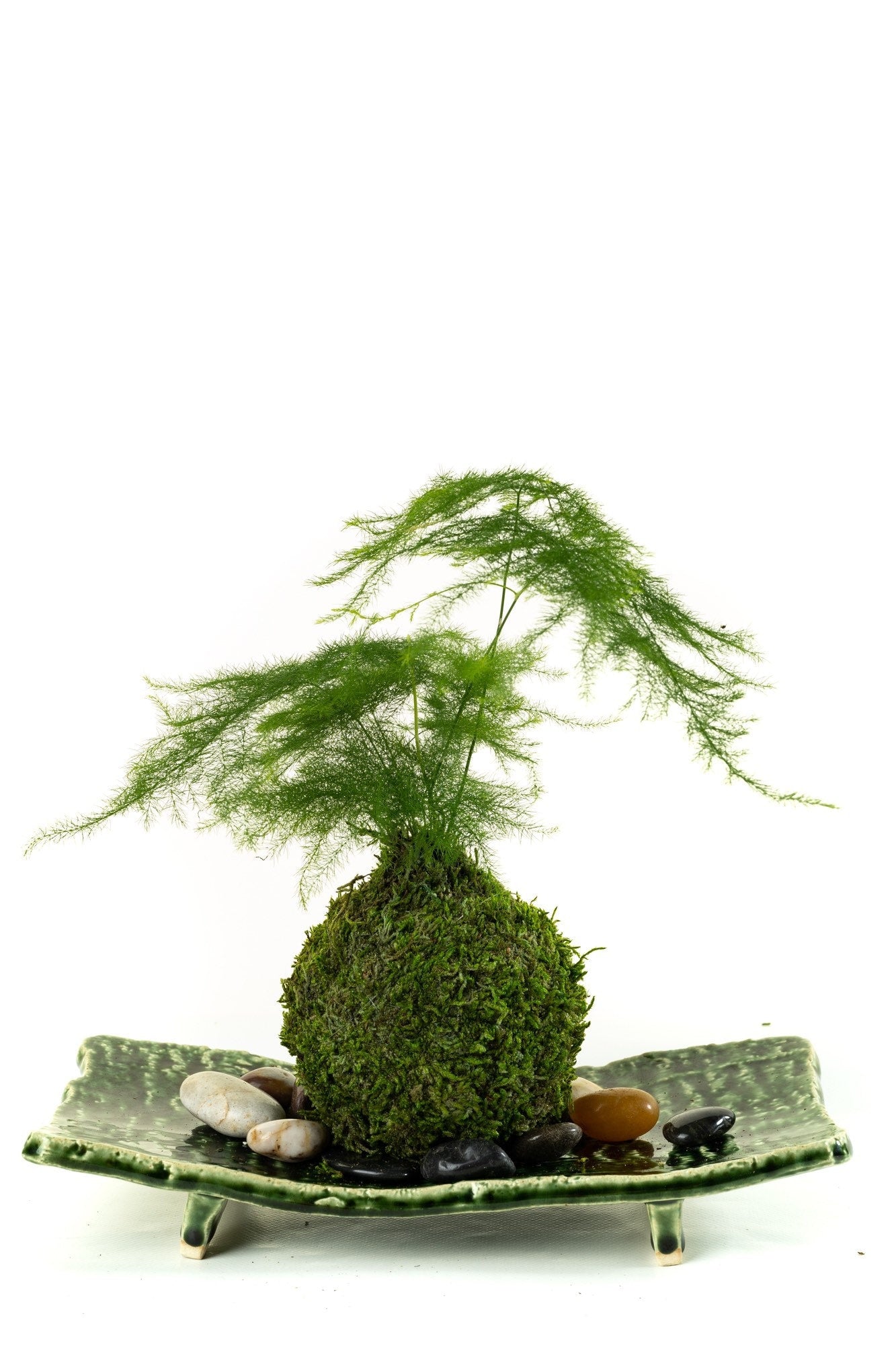 Small Asparagus fern Kokedama - Bonsai Moss ball. Attractive herbaceous, lace-like foliage perennial plant.