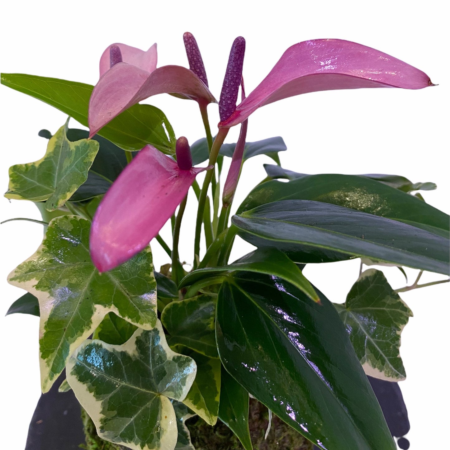 Pink (purple) Anthurium Kokedama with Ivy, Bonsai Moss Ball, beautiful soft purple color. Peaceful, healing, filles with love gift.