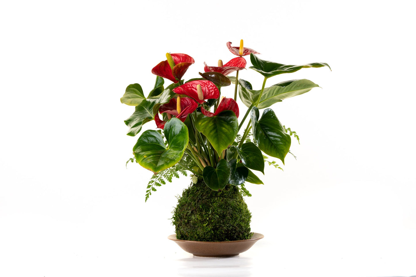 Medium - Anthurium and Fern kokedama -- Bonsai Moss ball - house decor with Japanese technique plants!