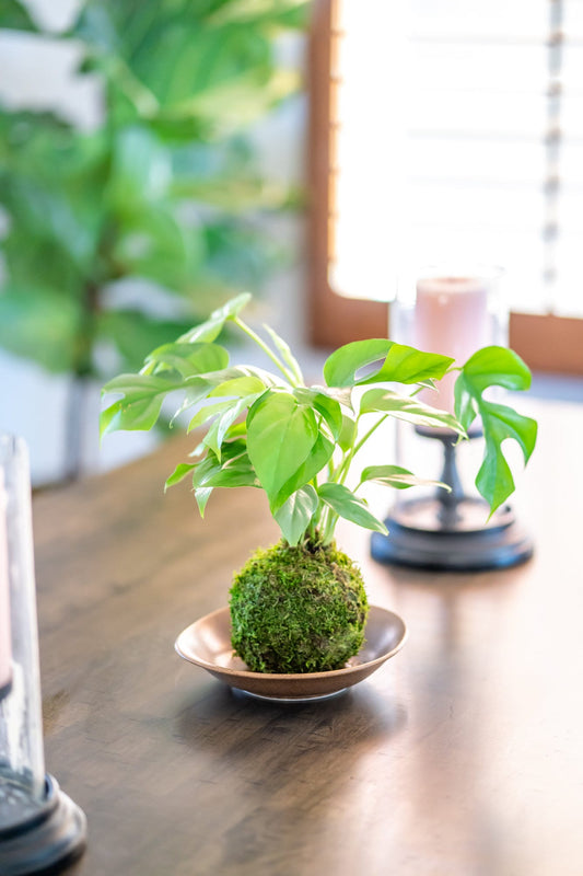 Monstera, Swiss Cheese Plant Kokedama - Unique leaf design matches with any interior. Great house plant!