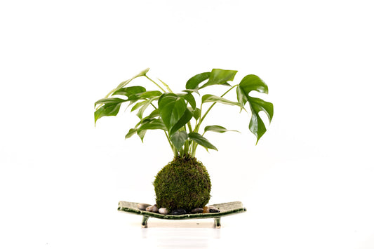 Monstera, Swiss Cheese Plant Kokedama - Unique leaf design matches with any interior. Great house plant!