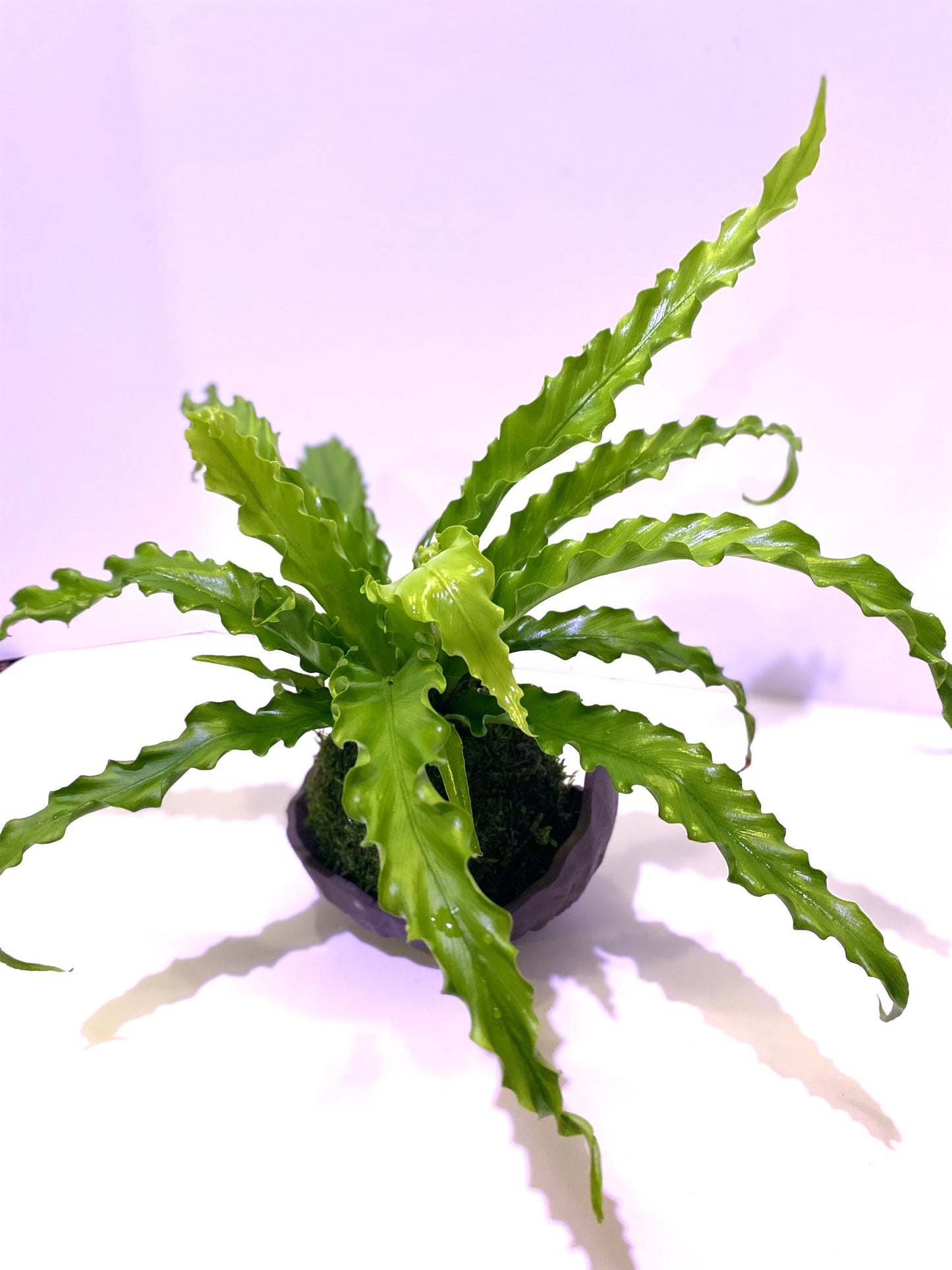 Bird nest Fern Kokedama, Moss ball, beautiful live green!
