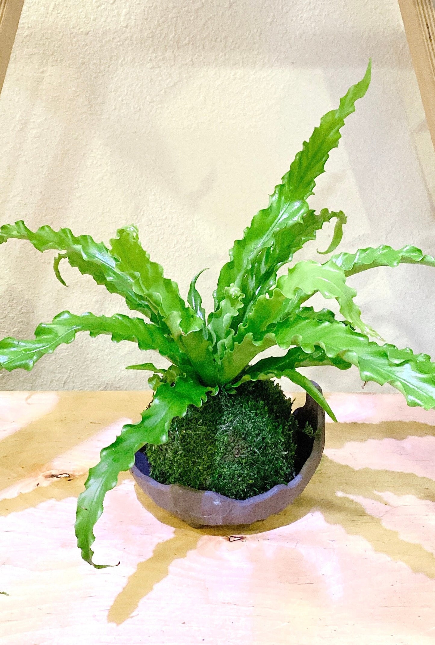 Bird nest Fern Kokedama, Moss ball, beautiful live green!