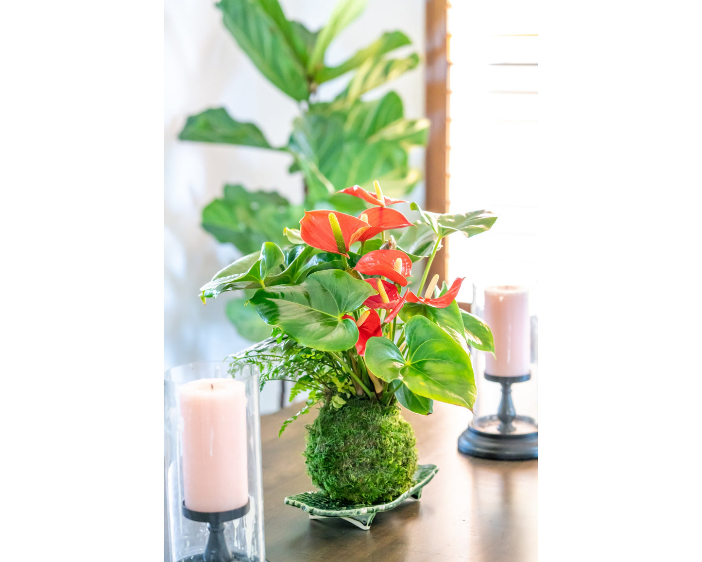 For Mother’s Day!!! Medium - Anthurium and Fern kokedama -- Bonsai Moss ball - house decor with Japanese technique plants!