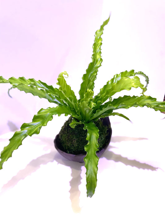 Bird nest Fern Kokedama, Moss ball, beautiful live green!