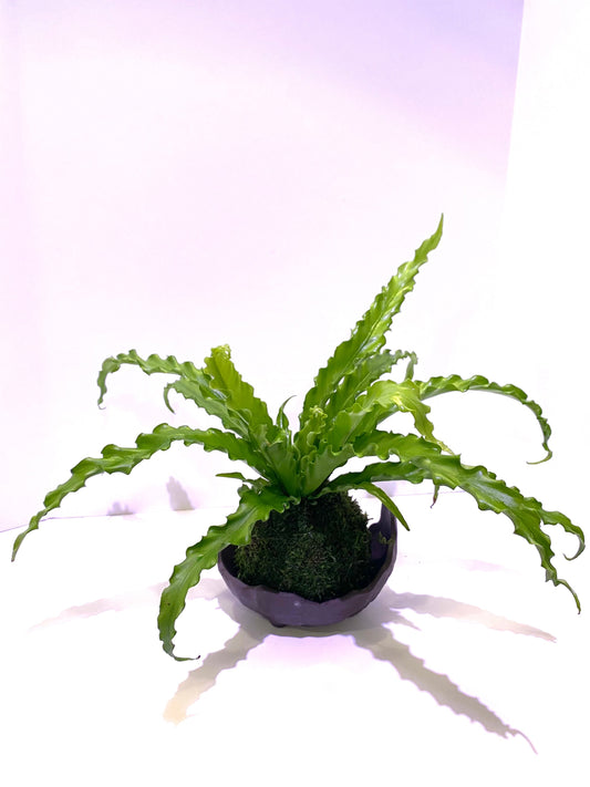 Bird nest Fern Kokedama, Moss ball, beautiful live green!