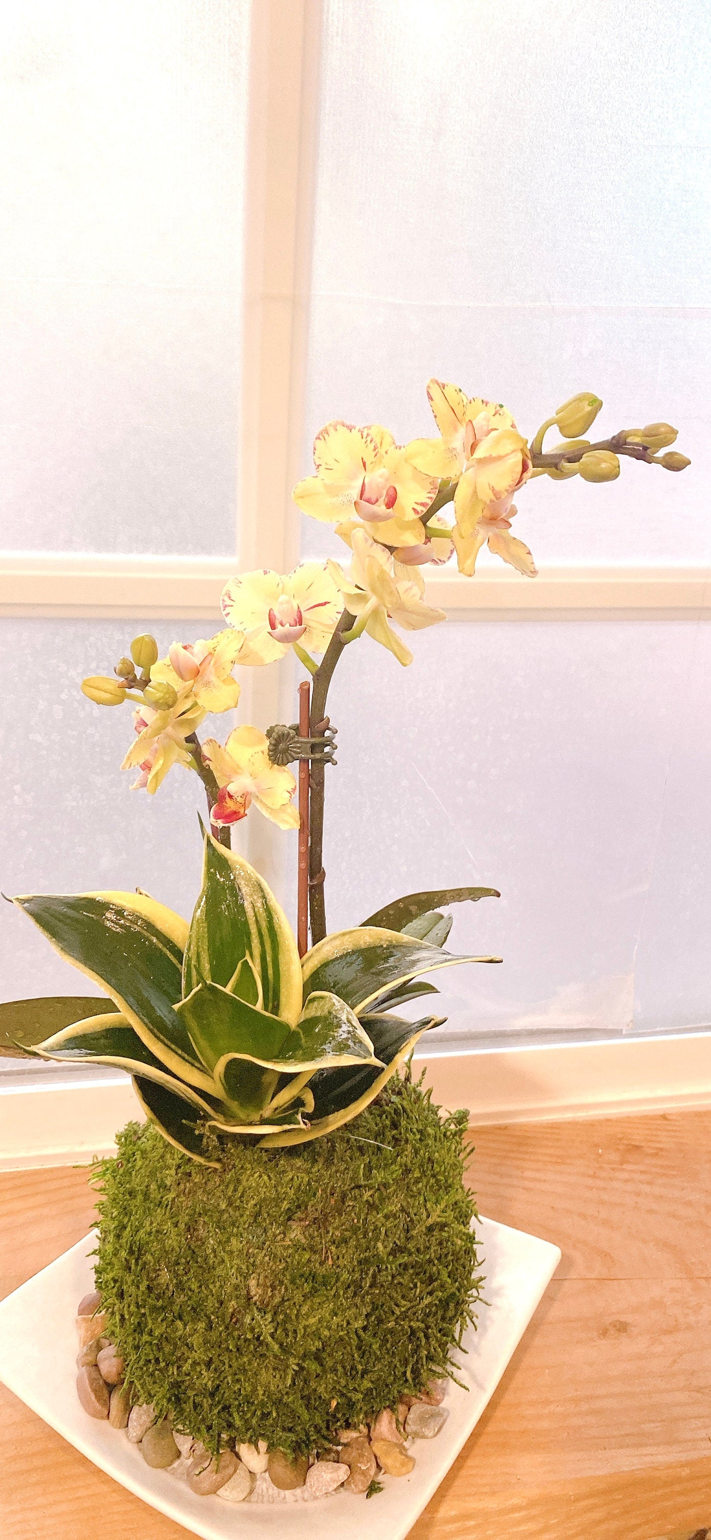 Kokedama - Moss ball, beautiful orchid with sansevieria. Enjoy with color after flower is gone.