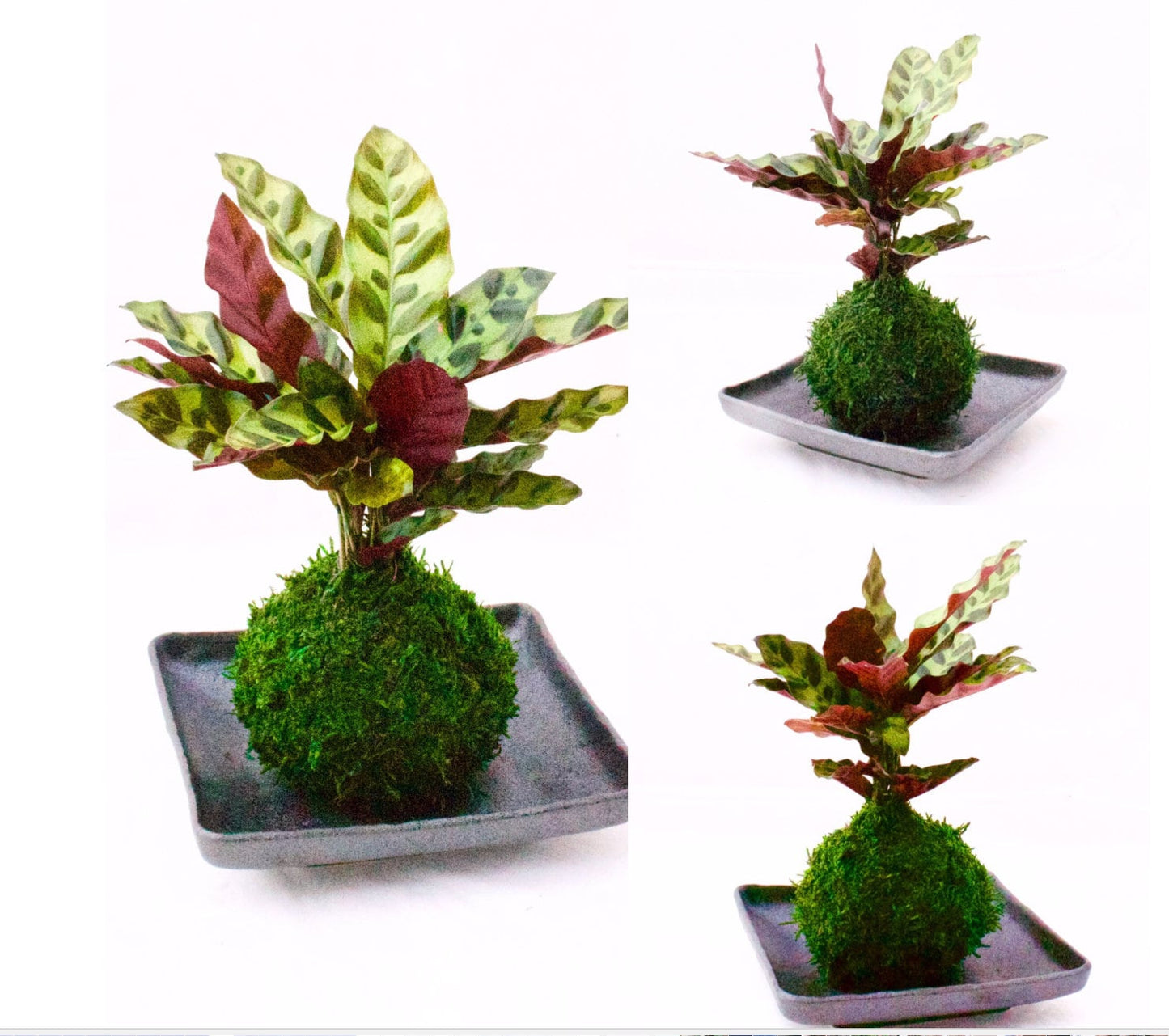 Zebra Calathea and Foxtail fern arranged kokedama -- Bonsai Moss ball - house decor with Japanese technique plants!