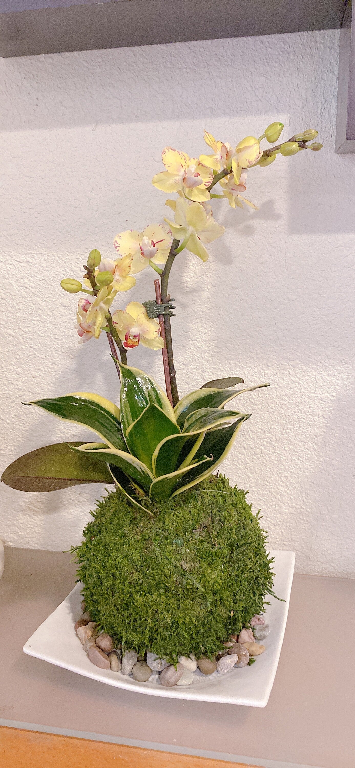 Kokedama - Moss ball, beautiful orchid with sansevieria. Enjoy with color after flower is gone.