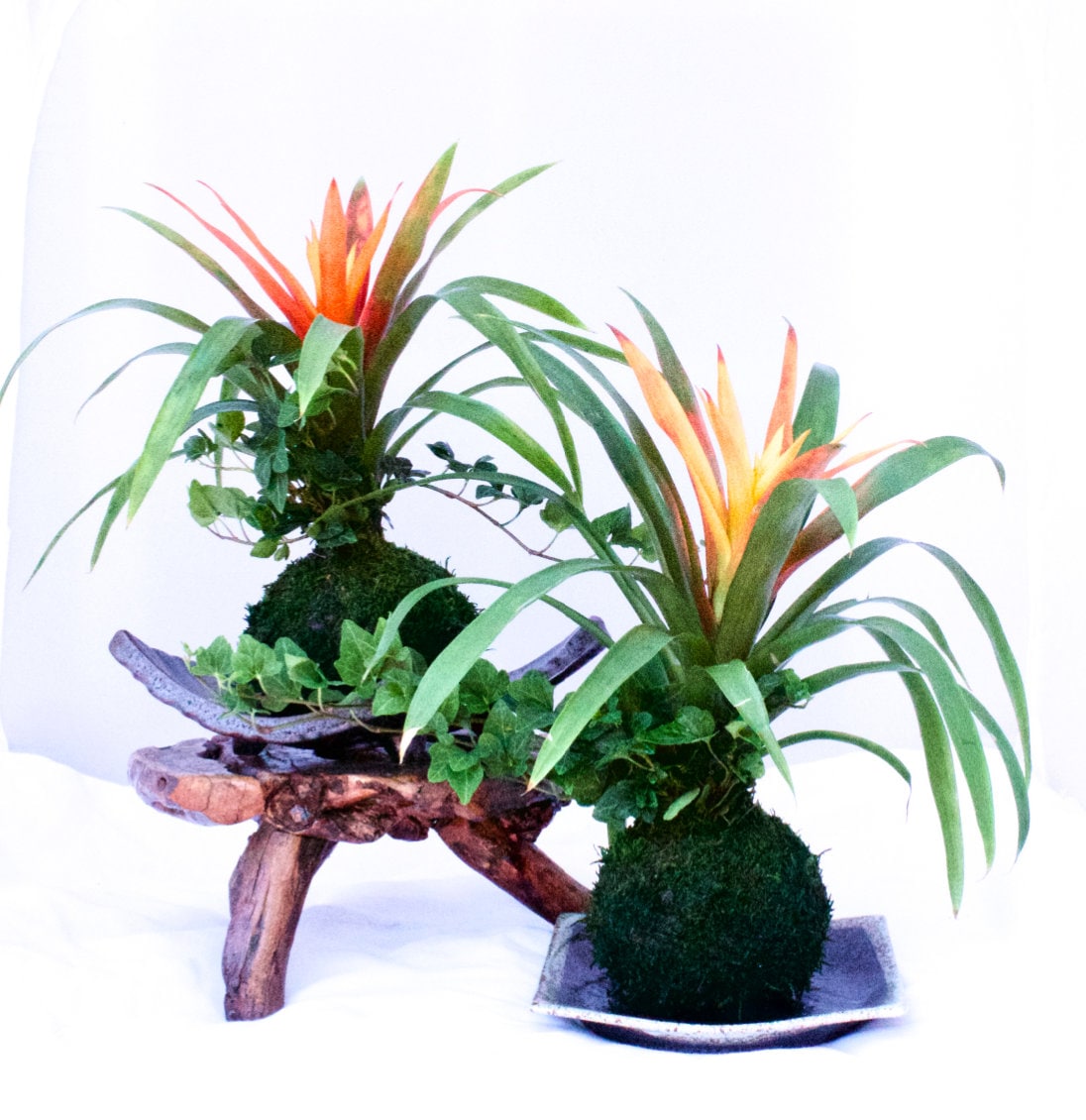 Bromeliad and Ivy arranged Kokedama