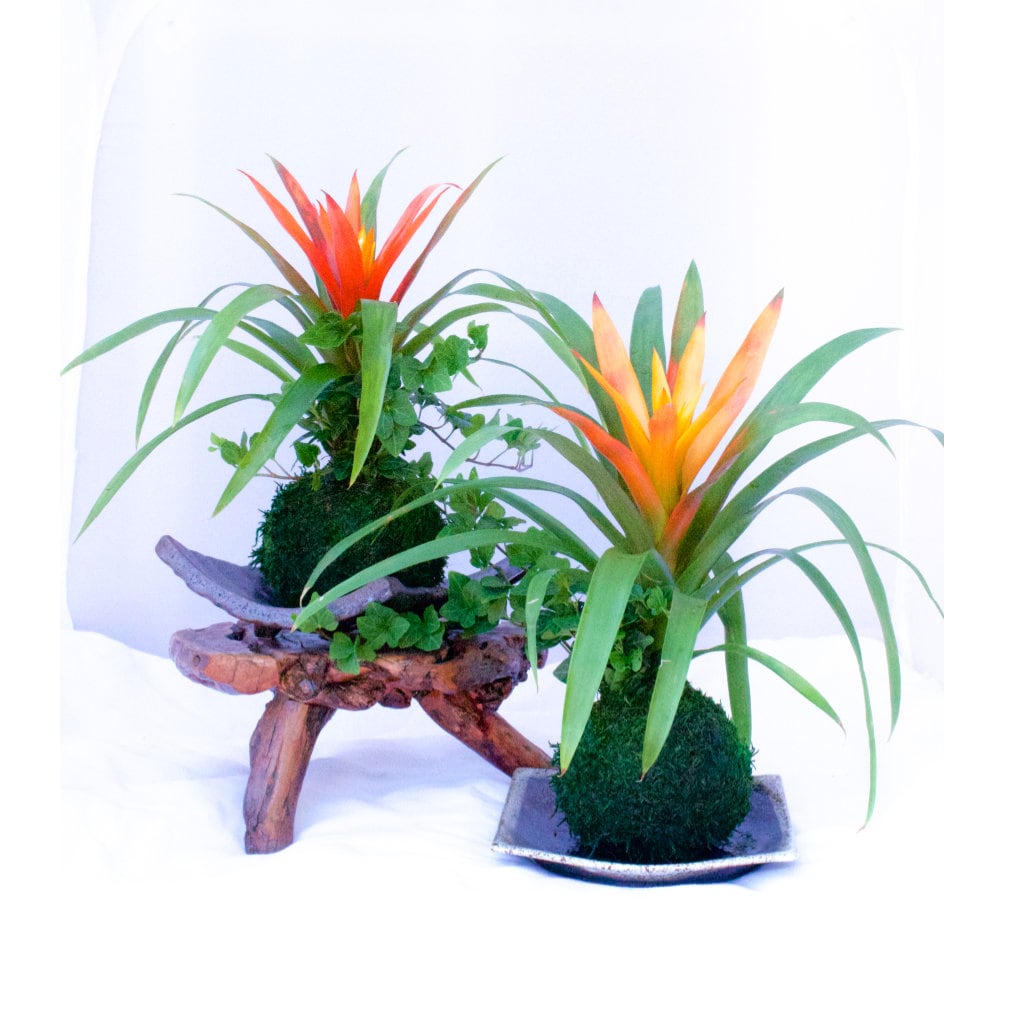Bromeliad and Ivy arranged Kokedama