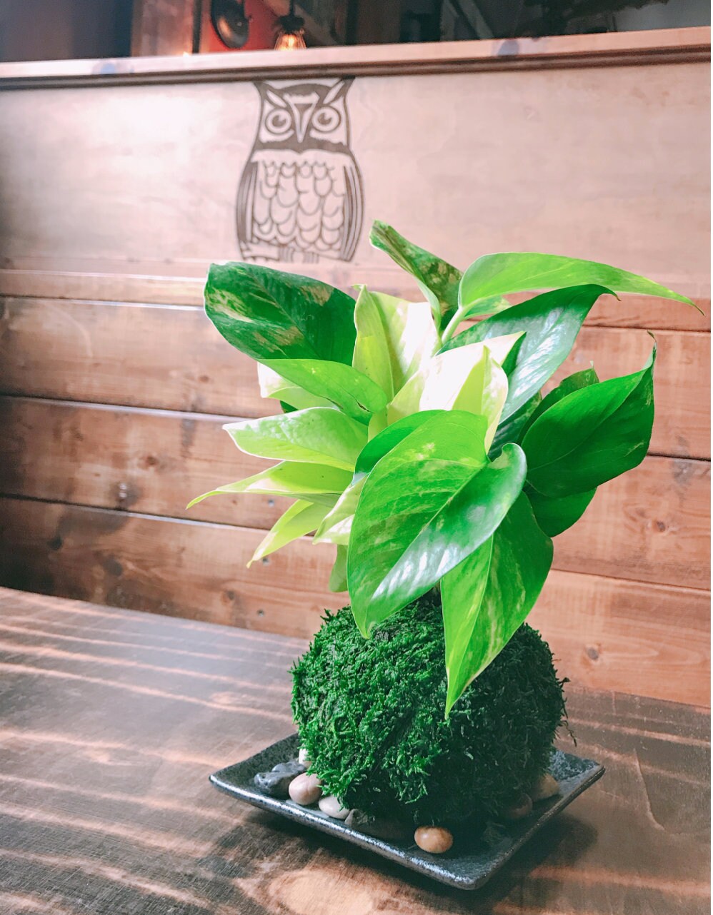Lime Green Pothos Kokedama - Moss ball - Japanese Living Art