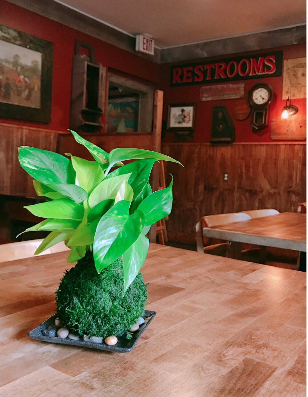 Lime Green Pothos Kokedama - Moss ball - Japanese Living Art