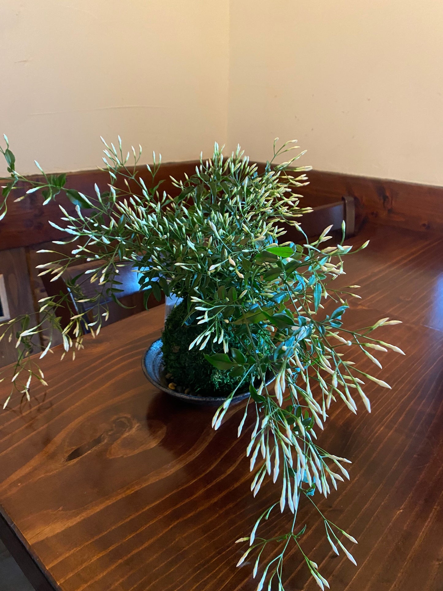 Jasmine Kokedama - Moss ball with beautiful Jasmine. Good for outdoor plant. Great gift idea!