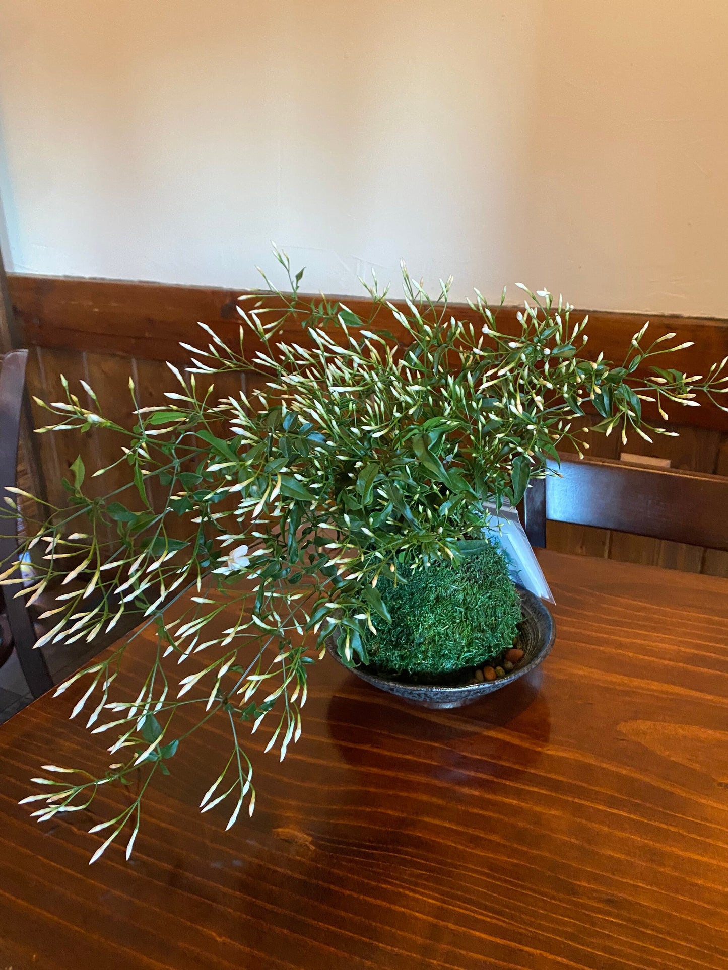 Jasmine Kokedama - Moss ball with beautiful Jasmine. Good for outdoor plant. Great gift idea!