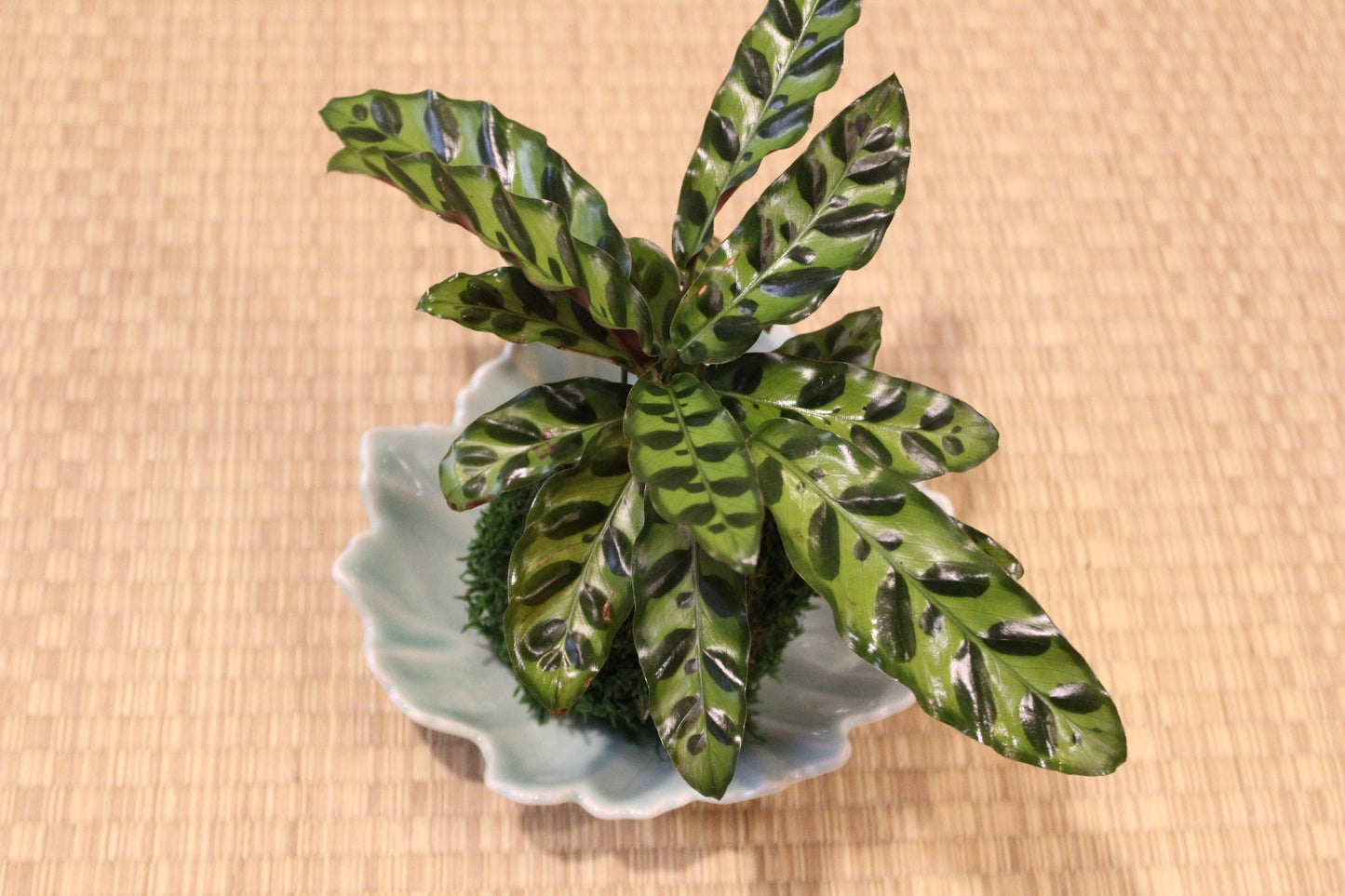 Japanese pottery Leaf designed plate, Made in Toki, Japan 7.25″ x 2.5″H