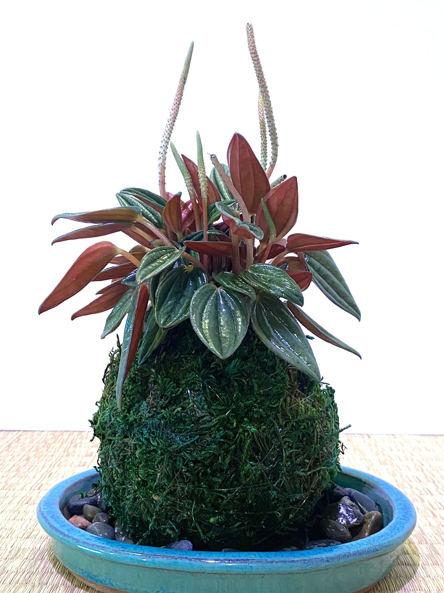 Peperomia Rosso Kokedama - Moss ball, Japanese ancient botanical technique.