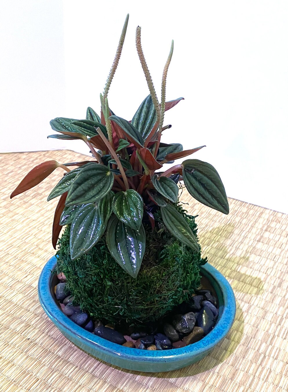 Peperomia Rosso Kokedama - Moss ball, Japanese ancient botanical technique.