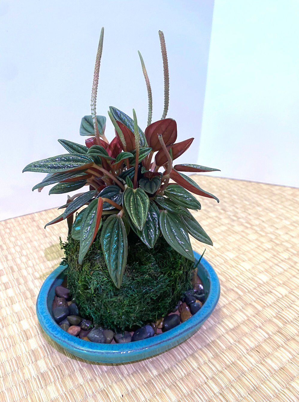 Peperomia Rosso Kokedama - Moss ball, Japanese ancient botanical technique.
