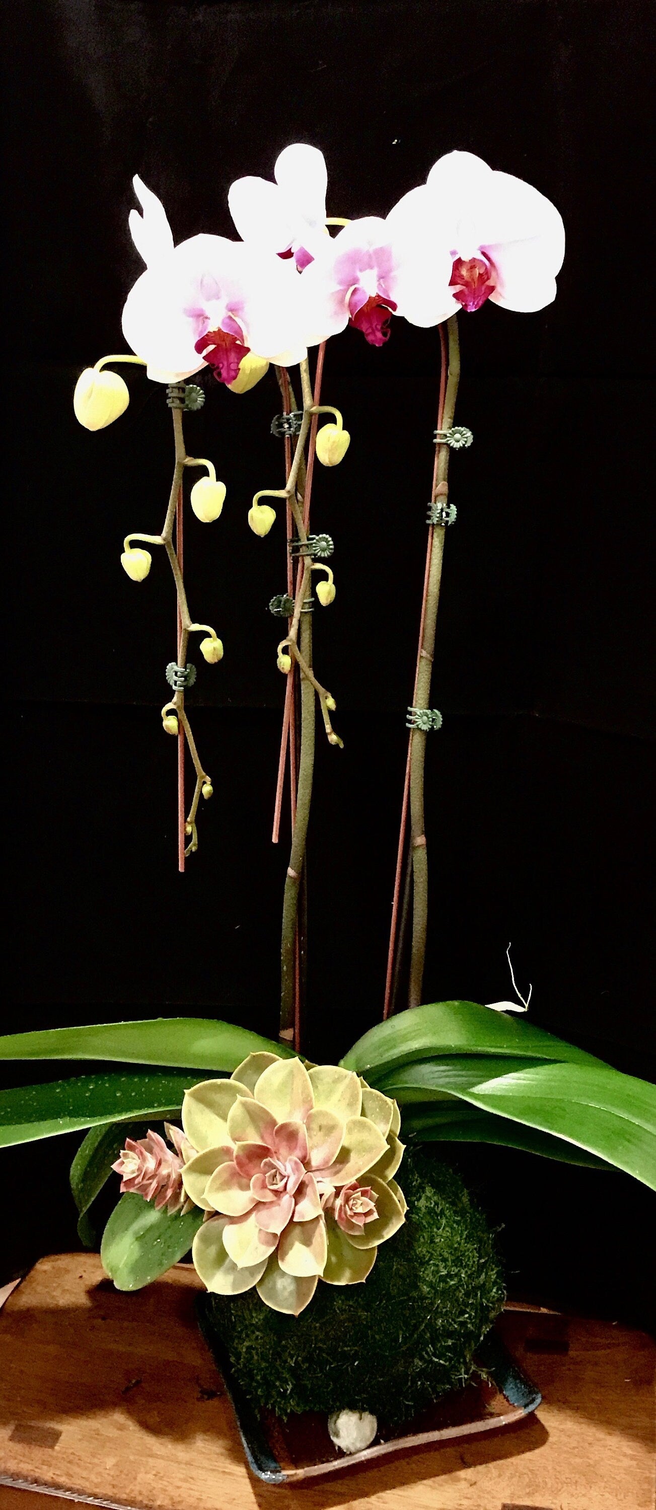 Kokedama - Medium Moss ball with beautiful white-two stem orchid