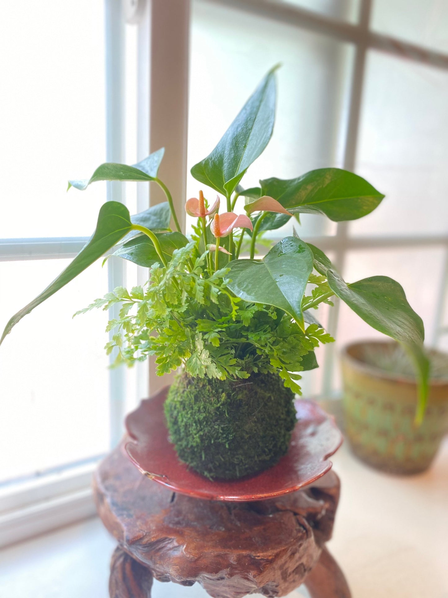 Anthurium and Fern arranged kokedama -- Bonsai Moss ball - house decor with Japanese technique plants!