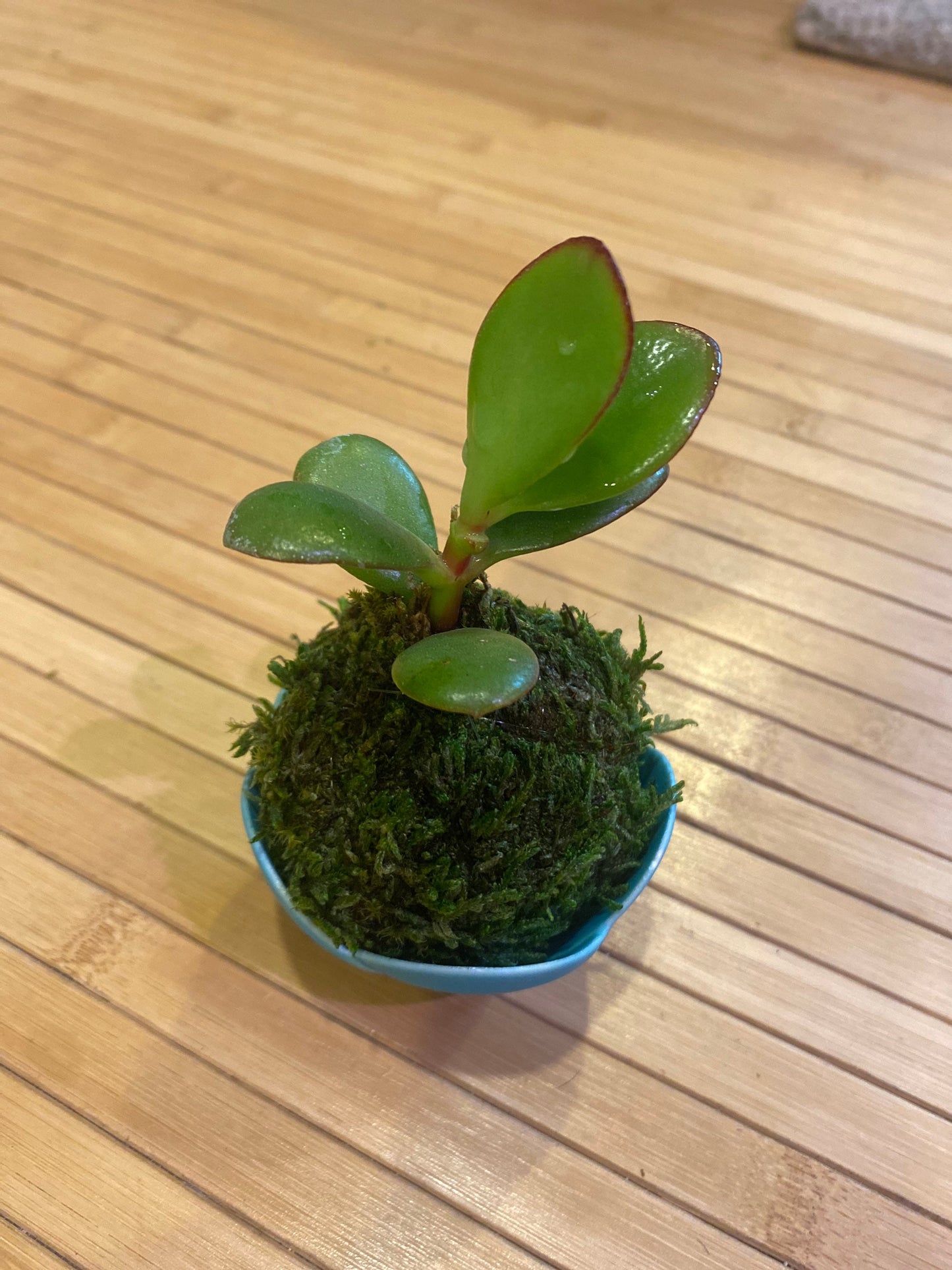 Mini jade with light blue small bowl made in Japan 2" x 1.5" h