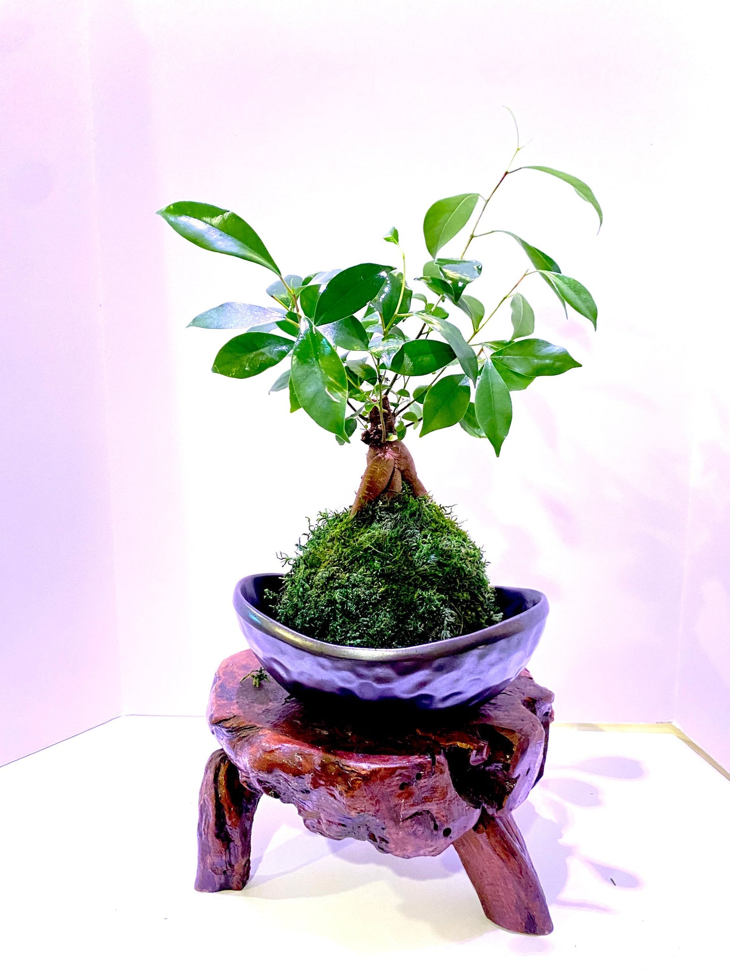 Owner's pick, good size for kokedama. Wabisabi bowl, Stone grained oval intriguing textual with practical appeal for a sculptural piece.