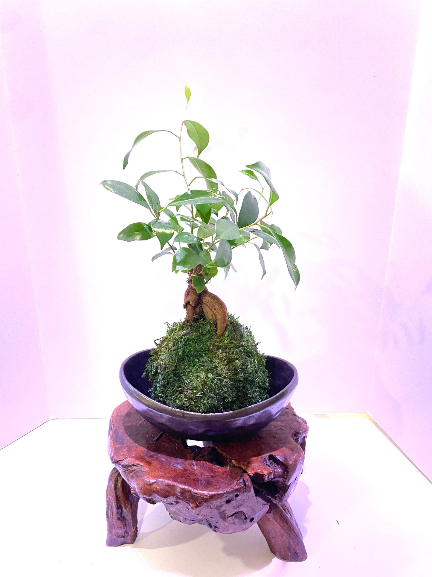 Owner's pick, good size for kokedama. Wabisabi bowl, Stone grained oval intriguing textual with practical appeal for a sculptural piece.