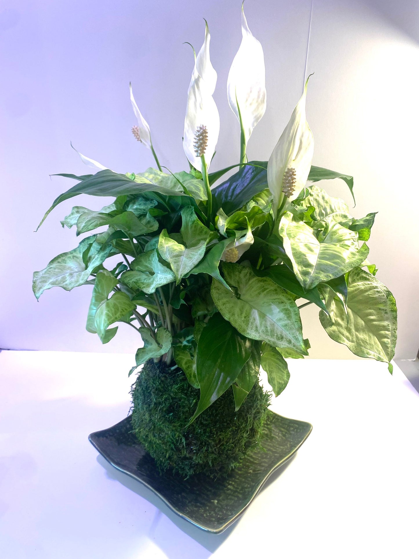 Kokedama - Large Peace Lily with Syngonium arrangement mossball art.