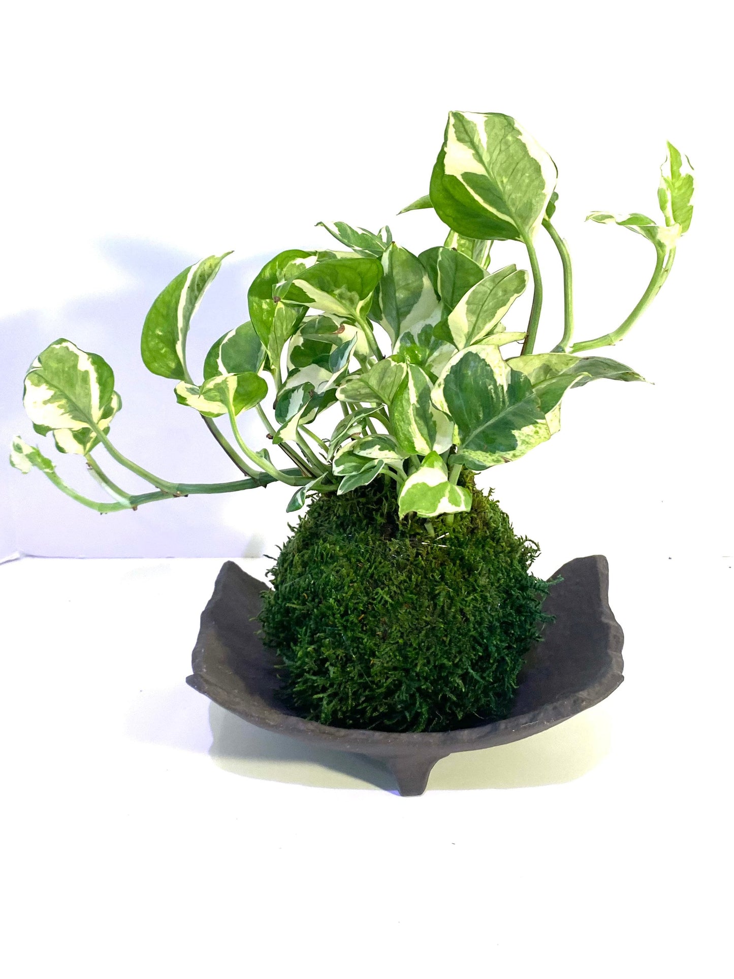 信楽焼, Shigaraki ware Kokedama Saucer with legs, Japanese Ceramic saucer, Wafu 478-699