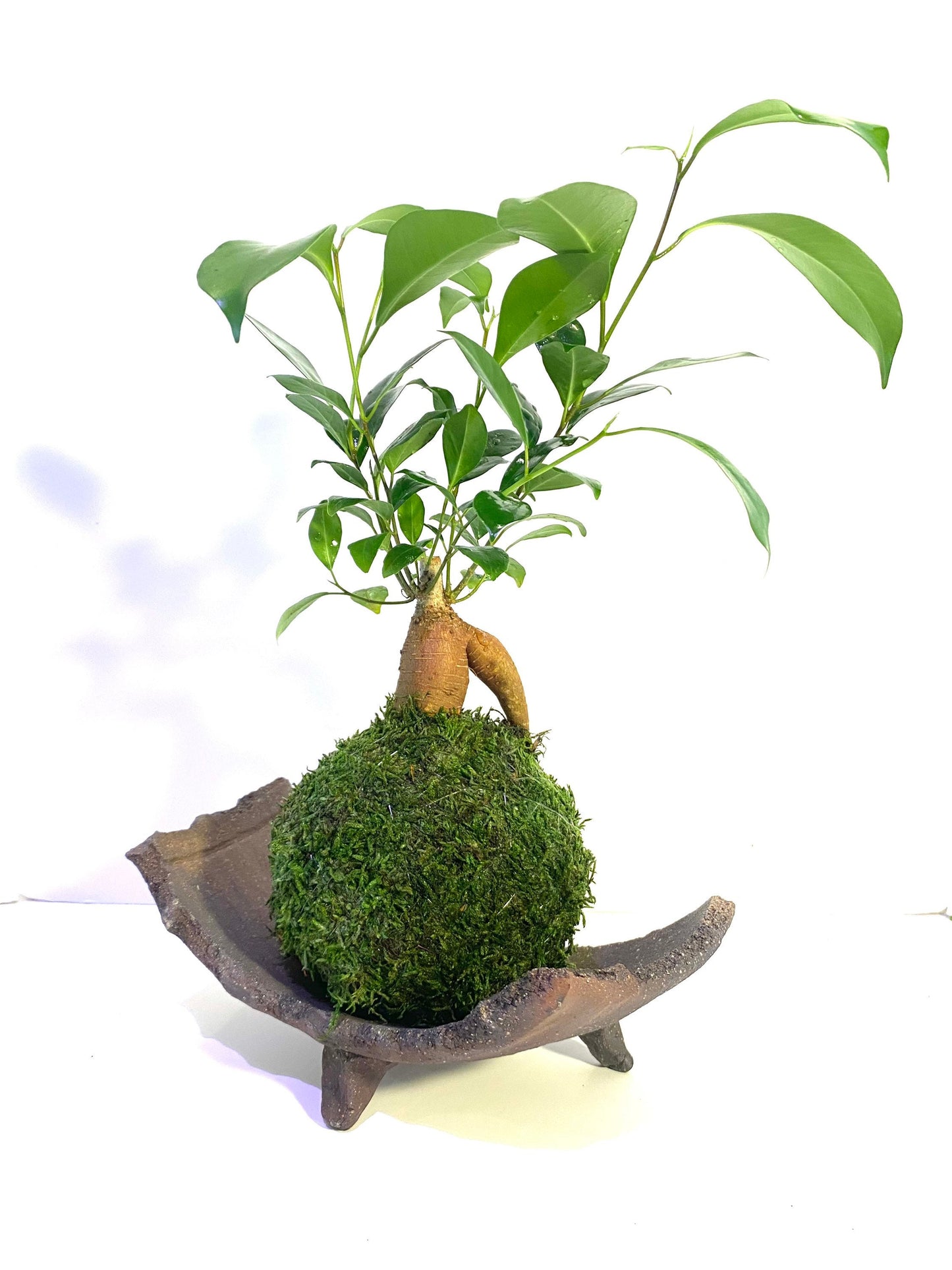 信楽焼Shigaraki ware Kokedama Saucer with legs, Japanese Ceramic saucer, Wafu, long rectangle