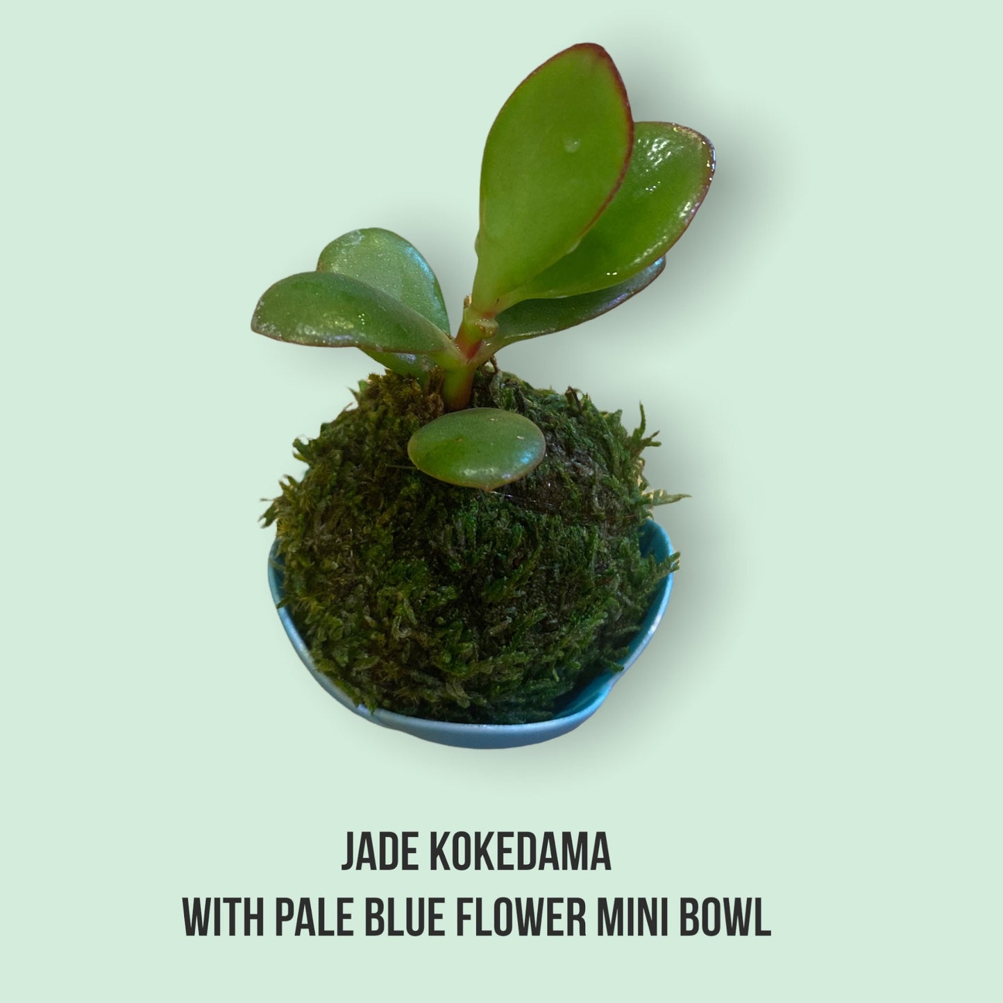 Mini jade with light blue small bowl made in Japan 2" x 1.5" h