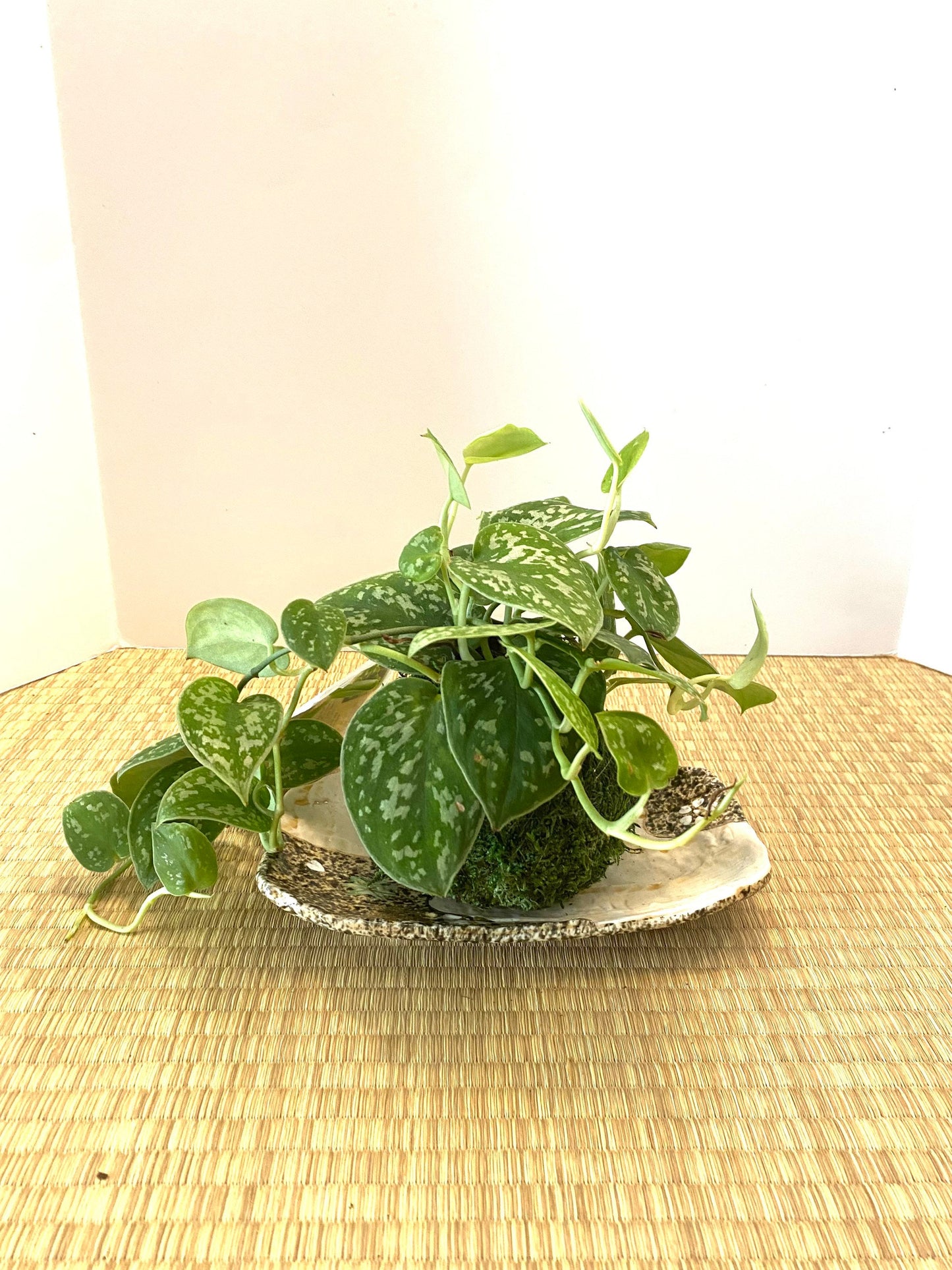 Soft edge rectangle Japanese momiji design saucer Size 8" x 4.5" x 0.75"