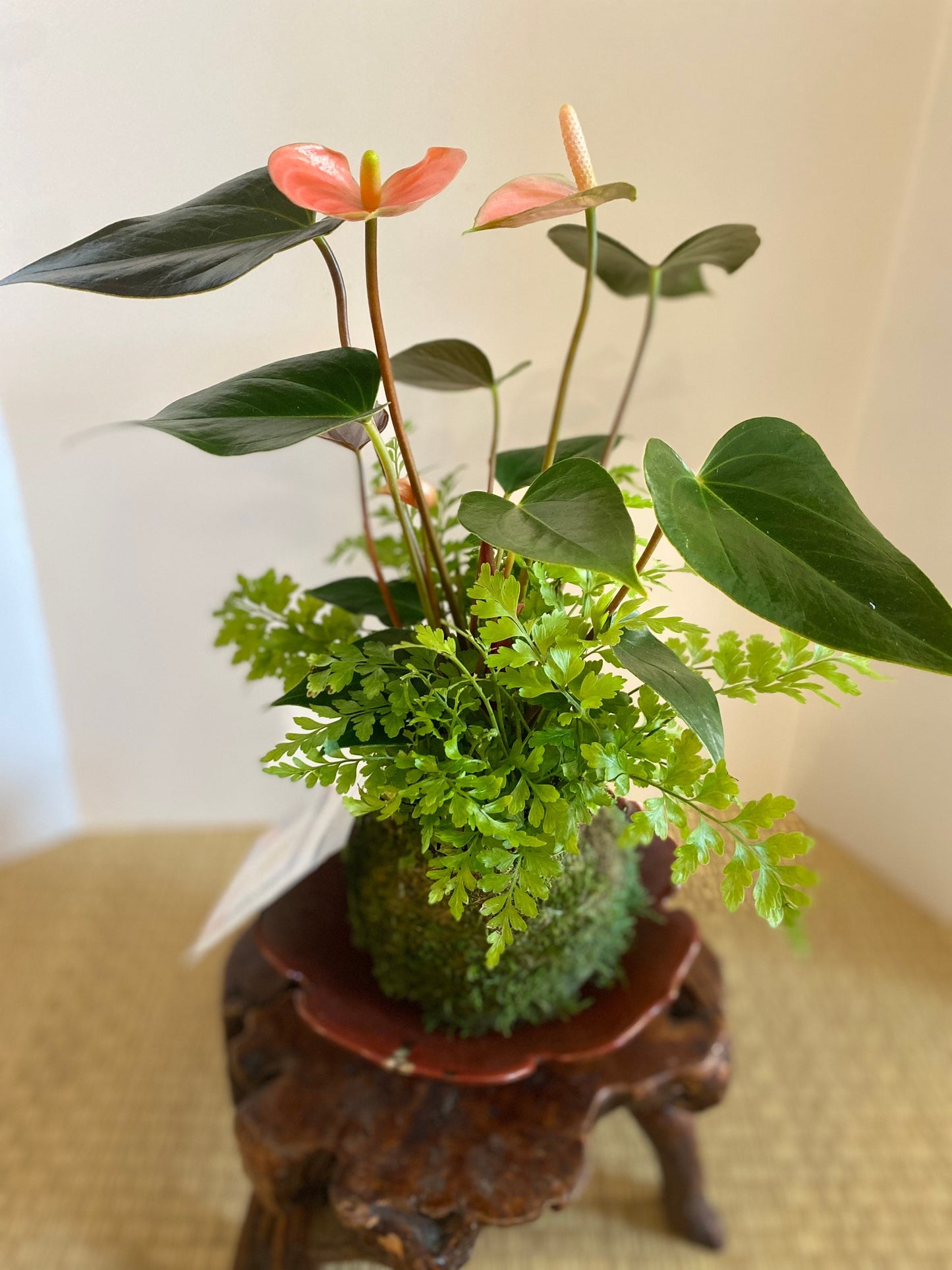 Medium - Anthurium and Fern kokedama -- Bonsai Moss ball - house decor with Japanese technique plants!