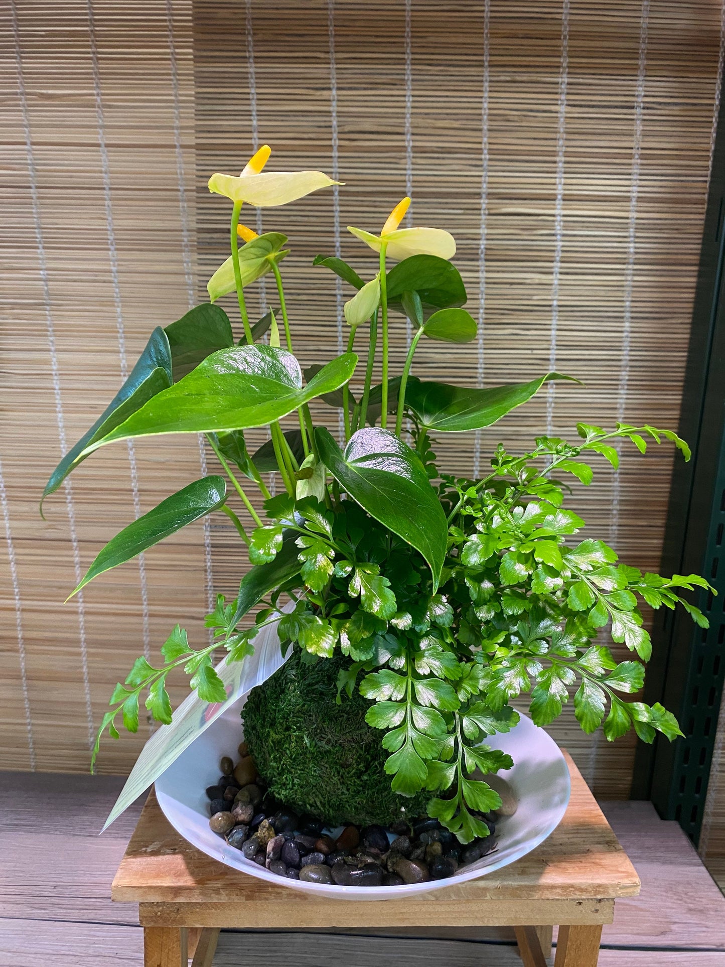 Medium - Anthurium and Fern kokedama -- Bonsai Moss ball - house decor with Japanese technique plants!