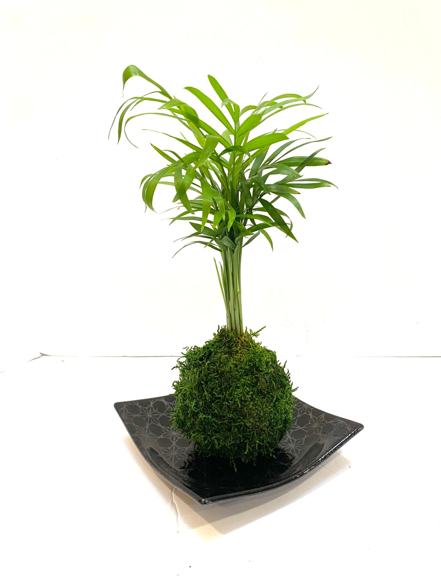 Square black grazed saucer asanoha monyou design for Small to Medium Kokedama